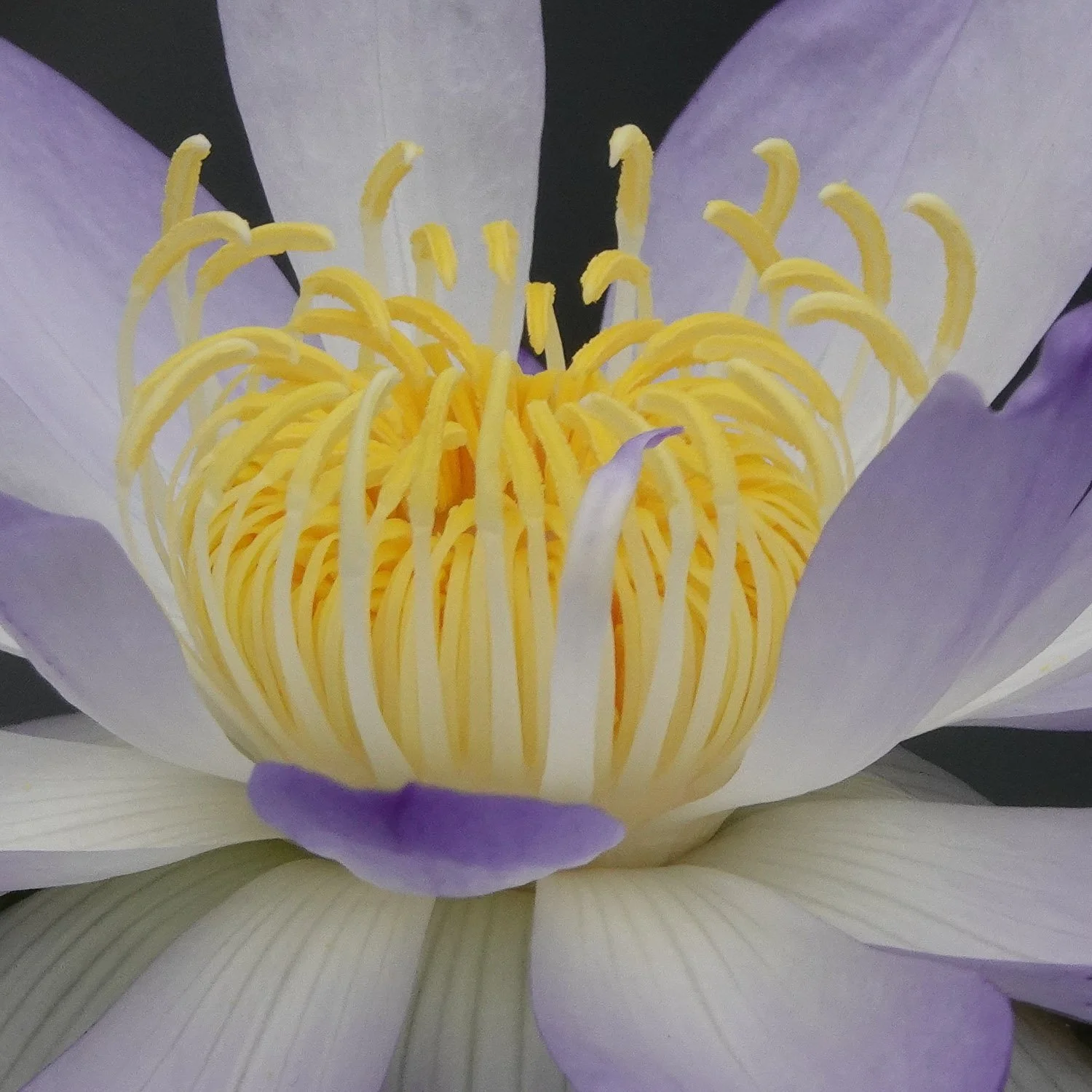 Water lily, Nymphaea Gigantea, Kew Gardens- London