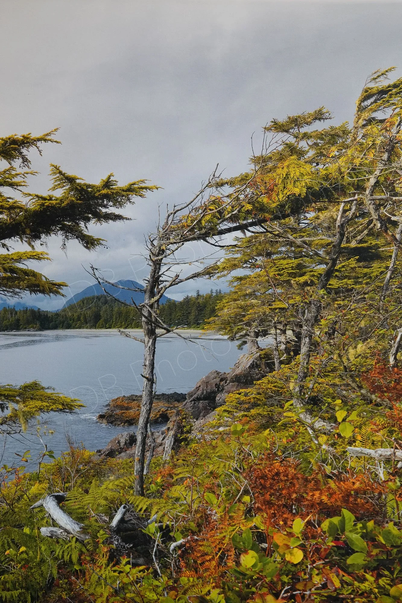 Rugged, green, gold and orange windswept coastline of the Wild pacific Trail  Ucluelet, British Columbia, cloudy background.