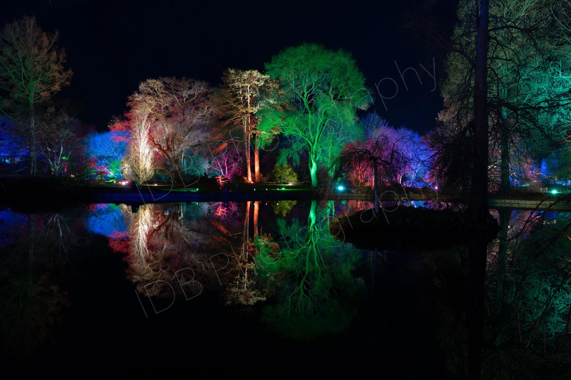 Reflections in the lake at Wisley's RHS Glow-  nighttime winter illuminations.