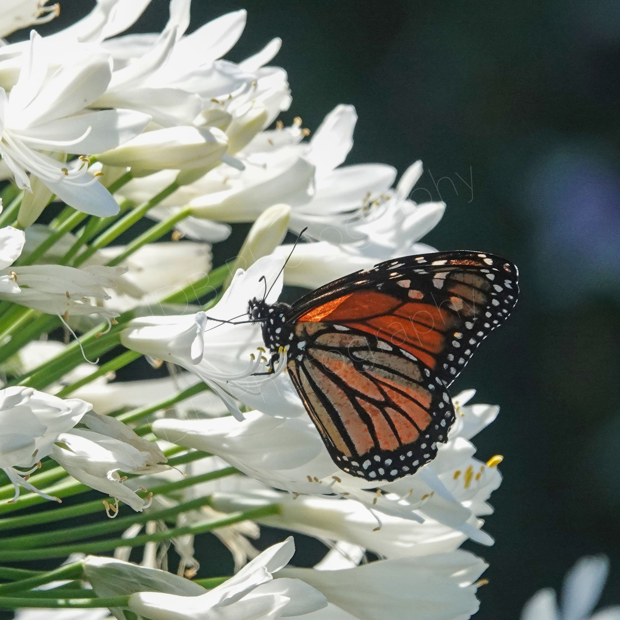 A Monarch butterfly/kahuku on a white Agapanthus on the Coromandel peninsula, New Zealand.