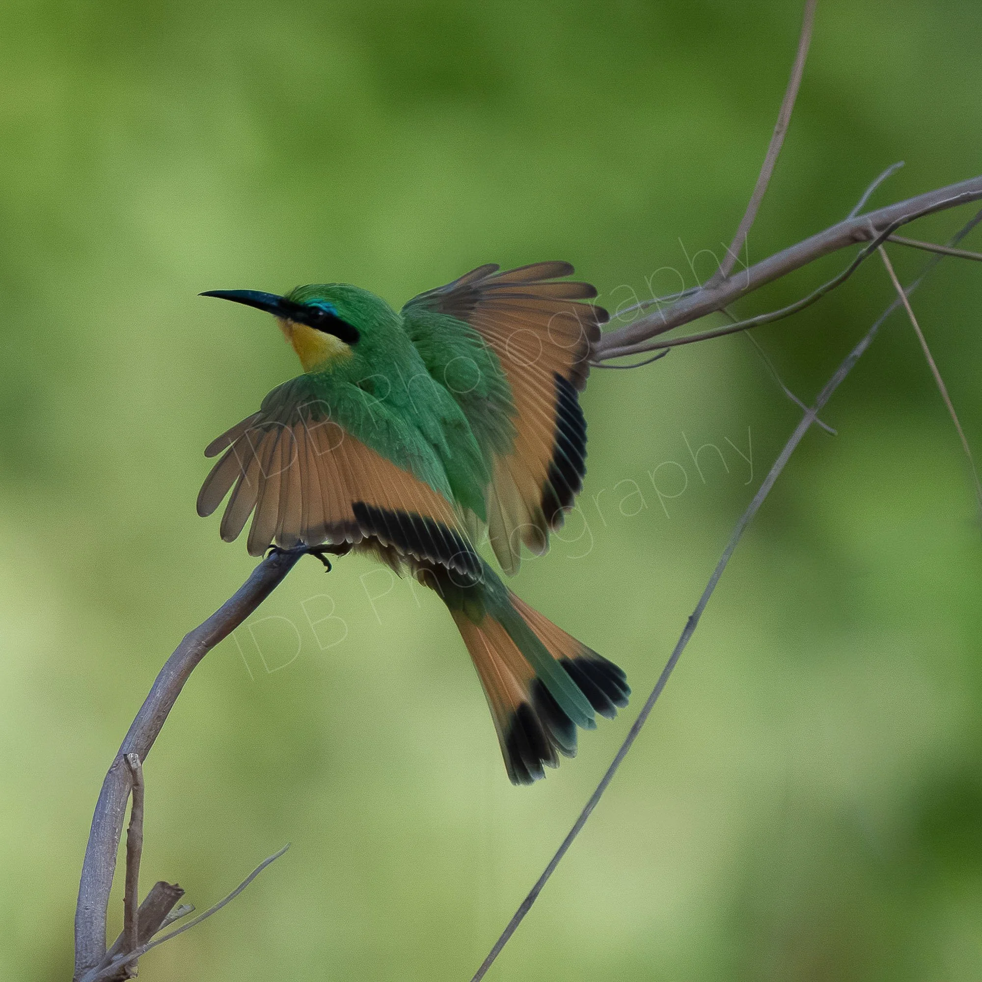 A colorful bird perched on a thin branch with a blurred green background.