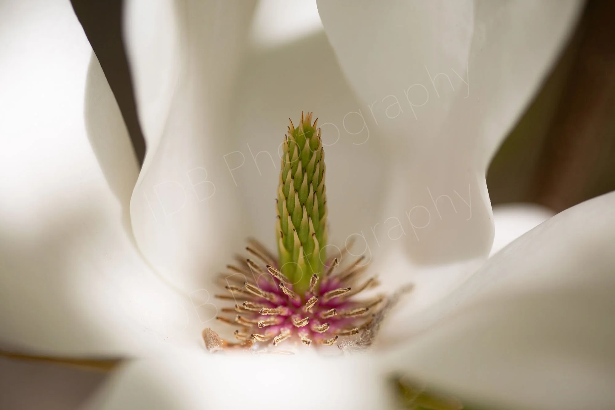 Close up of the flower centre of the Saucer Magnolia (Magnolia x soulangeana) . Gloucestershire, UK.
