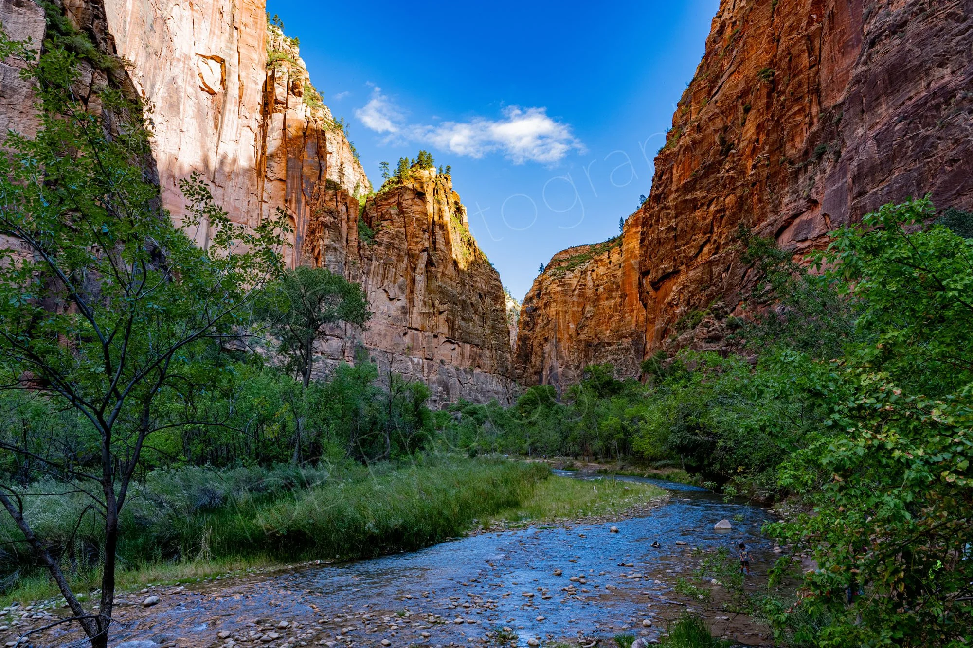 Virgin River, Zion National Park, with tree lined banks and dramatic orange-brown vertical cliffs; blue sky background; a child stands in the water.
