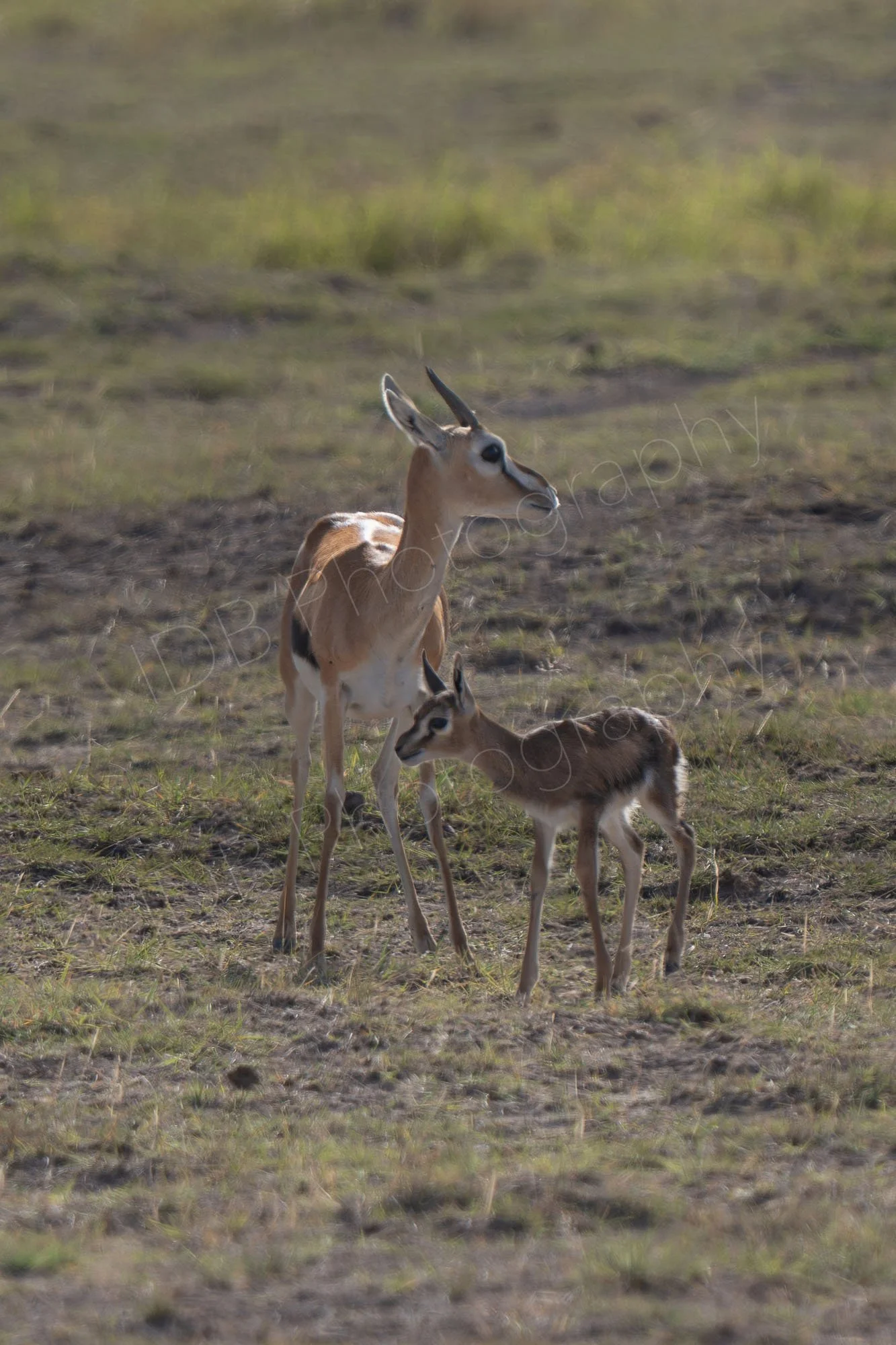 Grant's gazelle with fawn, Amboseli, Kenya.