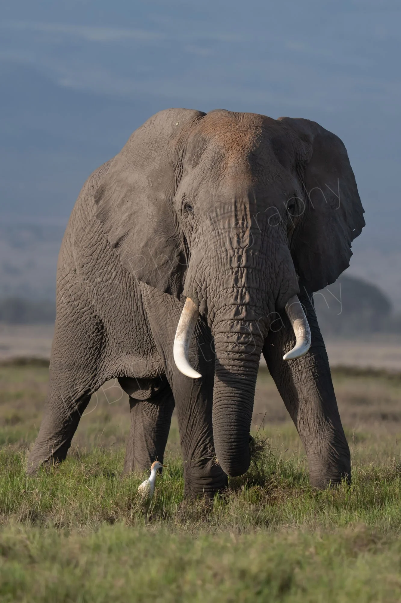 Close up of large tusked elephant facing the camera,  and a cattle egret (Bubulcus ibis) at it's feet, Amboseli, Kenya.