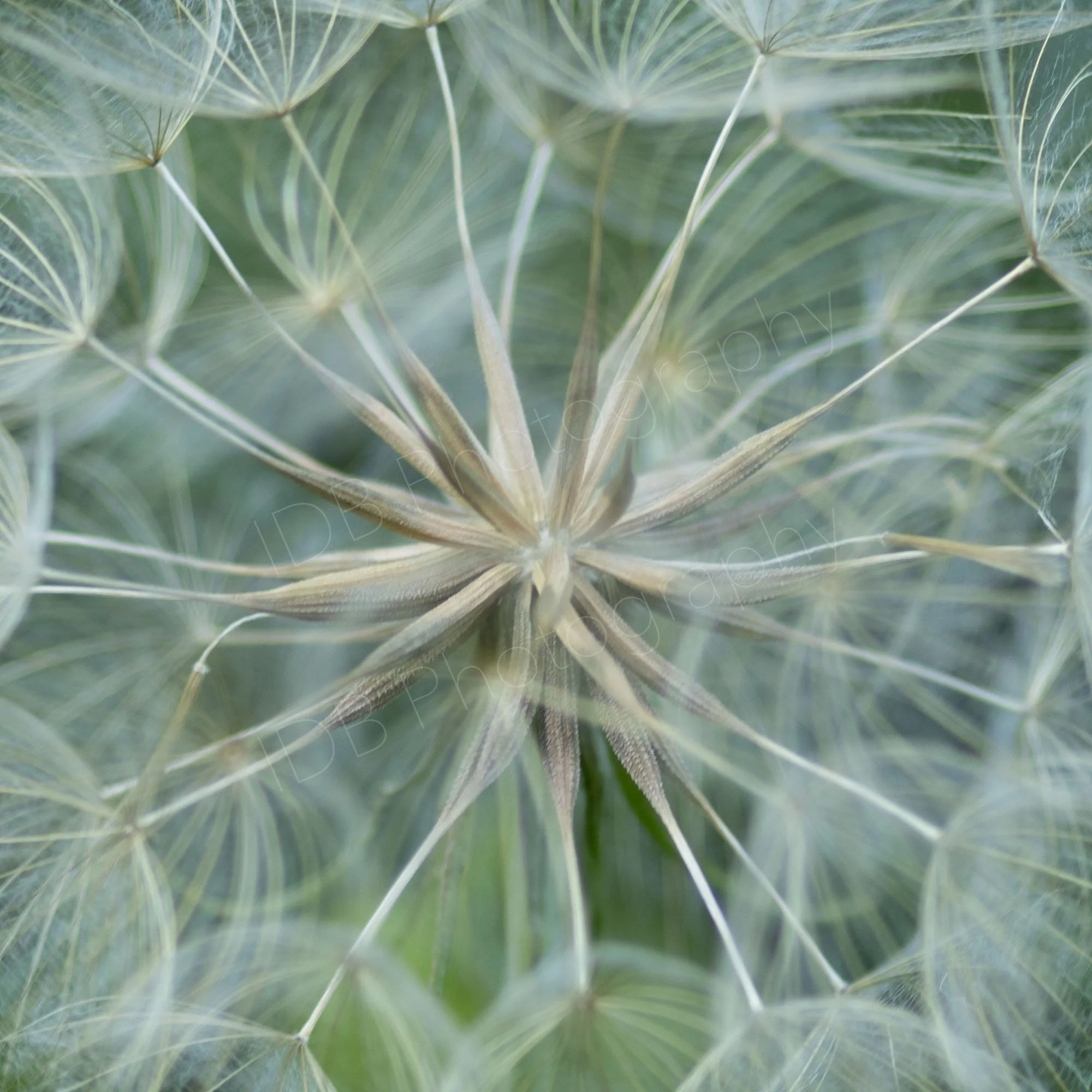 Geometric close up image of a seed head of Salsify /Goat's Beard (Tragopogon porrifolius). Dreamy image showing seeds and lacy parachute bristles, Kent, UK.