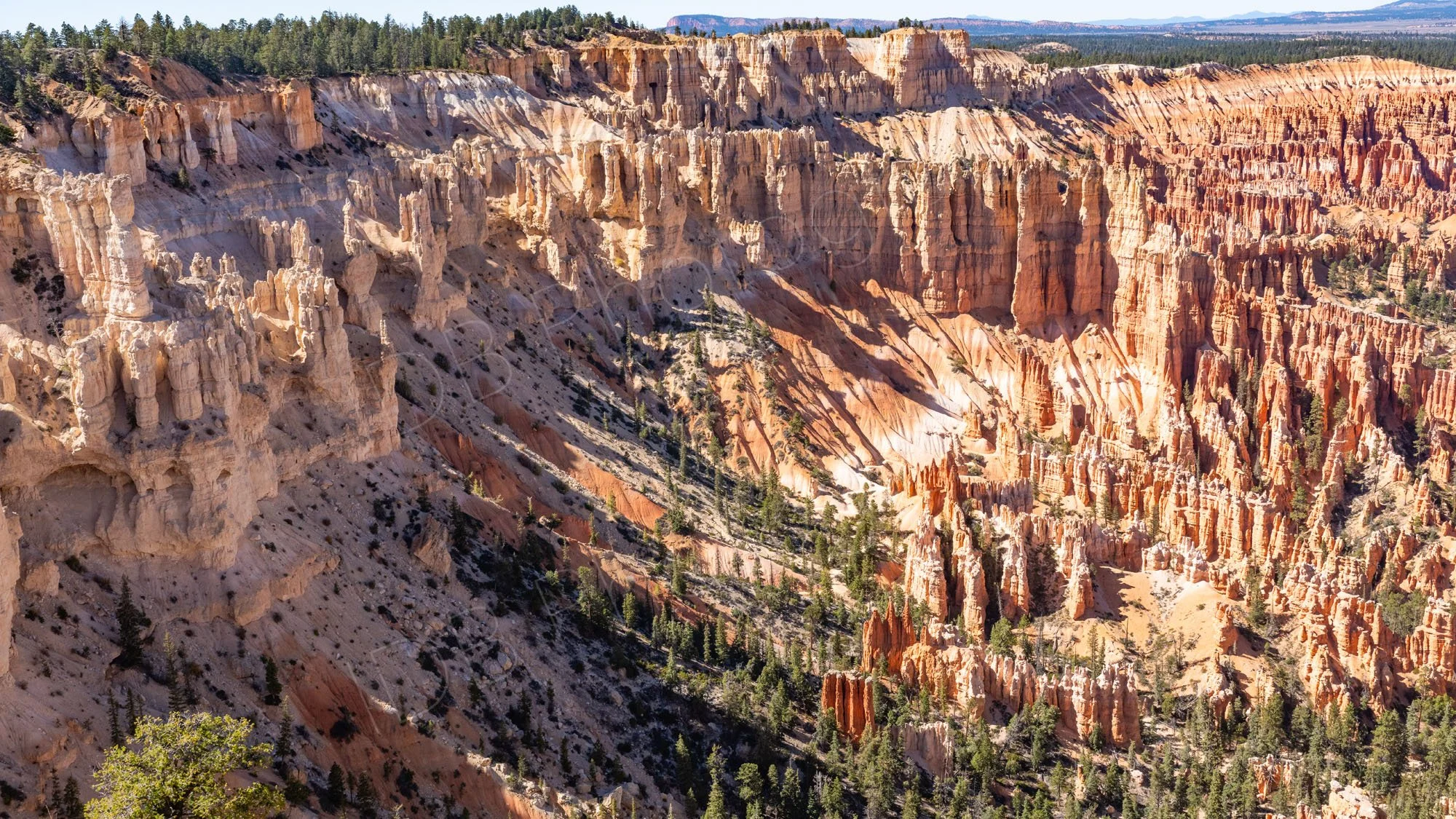 Bright shades of red, orange and white hoodoos layered against green pine trees in the Bryce Canyon amphitheatre, Utah, USA.