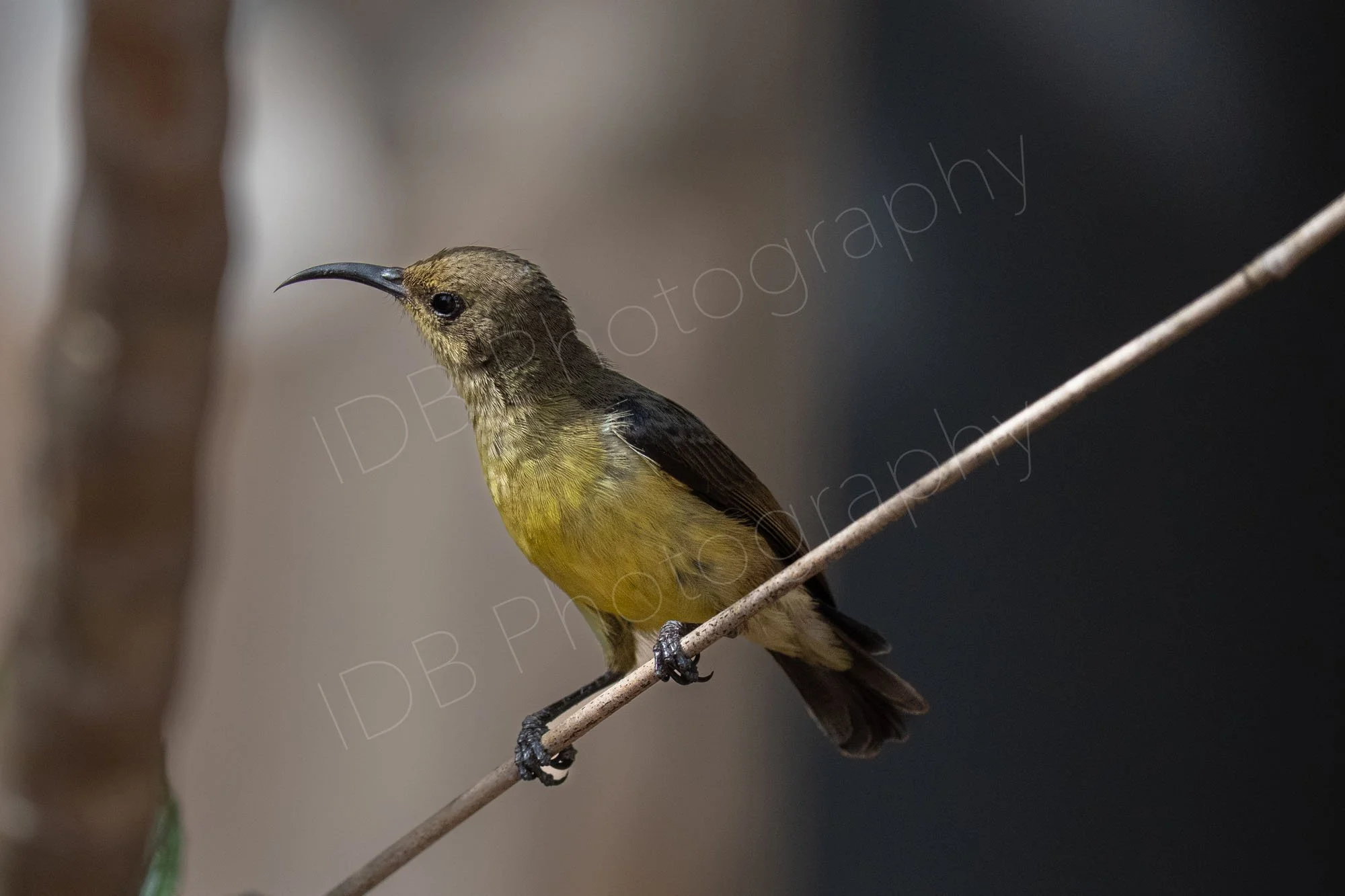 Female Variable Sunbird (Cinnyris venustus) rests and observes during the making of her nest. Nairobi, Kenya.