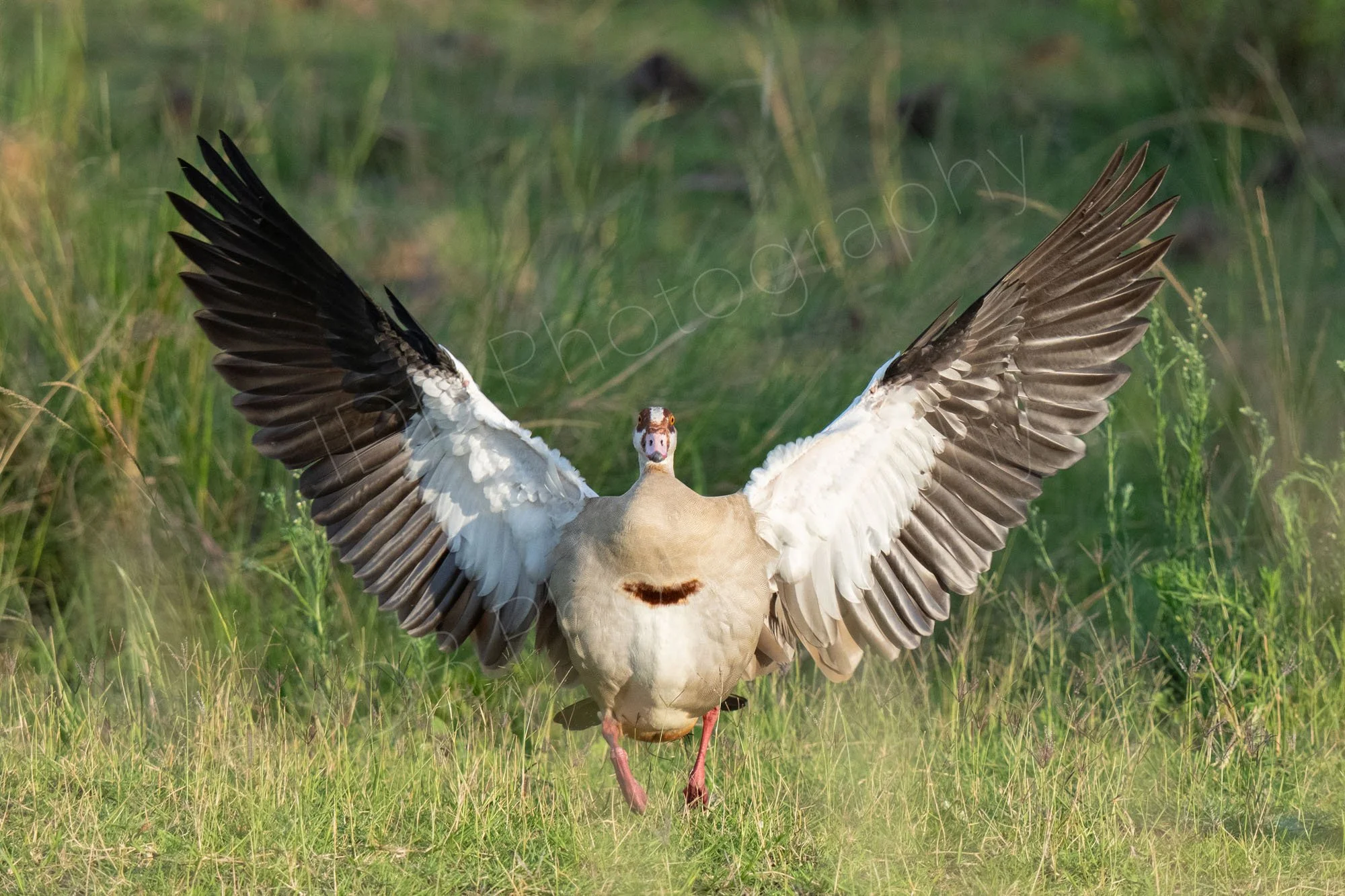Egyptian Goose (Alopochen Aegyptiaca)  facing the camera with wings outstretched. Masai Mara, Kenya.