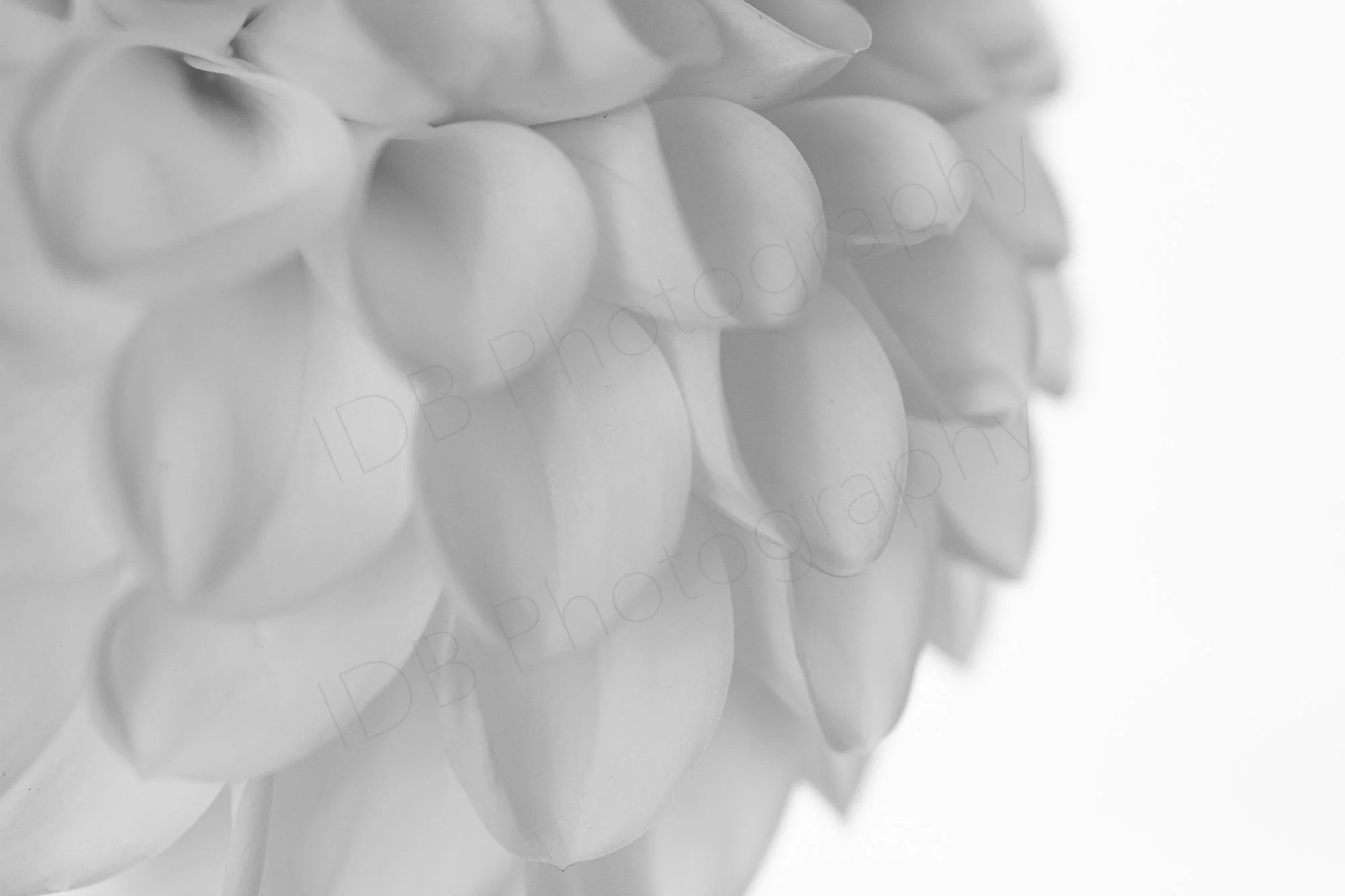 A black and white close-up of a white pom-pom dahlia flower with layered, rounded petals.