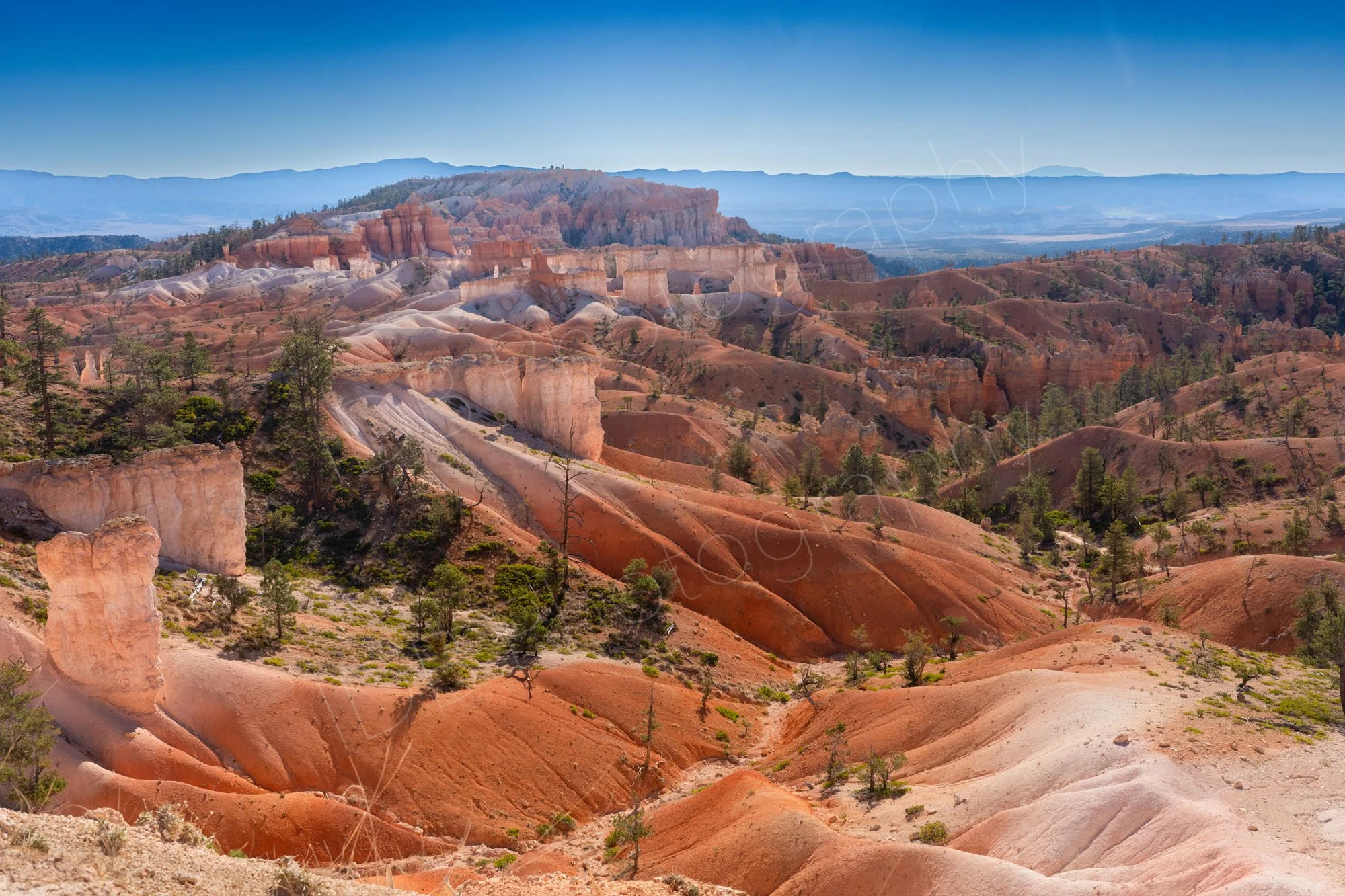 Vivid orange hoodoos and folded stone "dunes" and colourful cliffs of Queen's Garden Trail, Bryce Canyon, Utah.