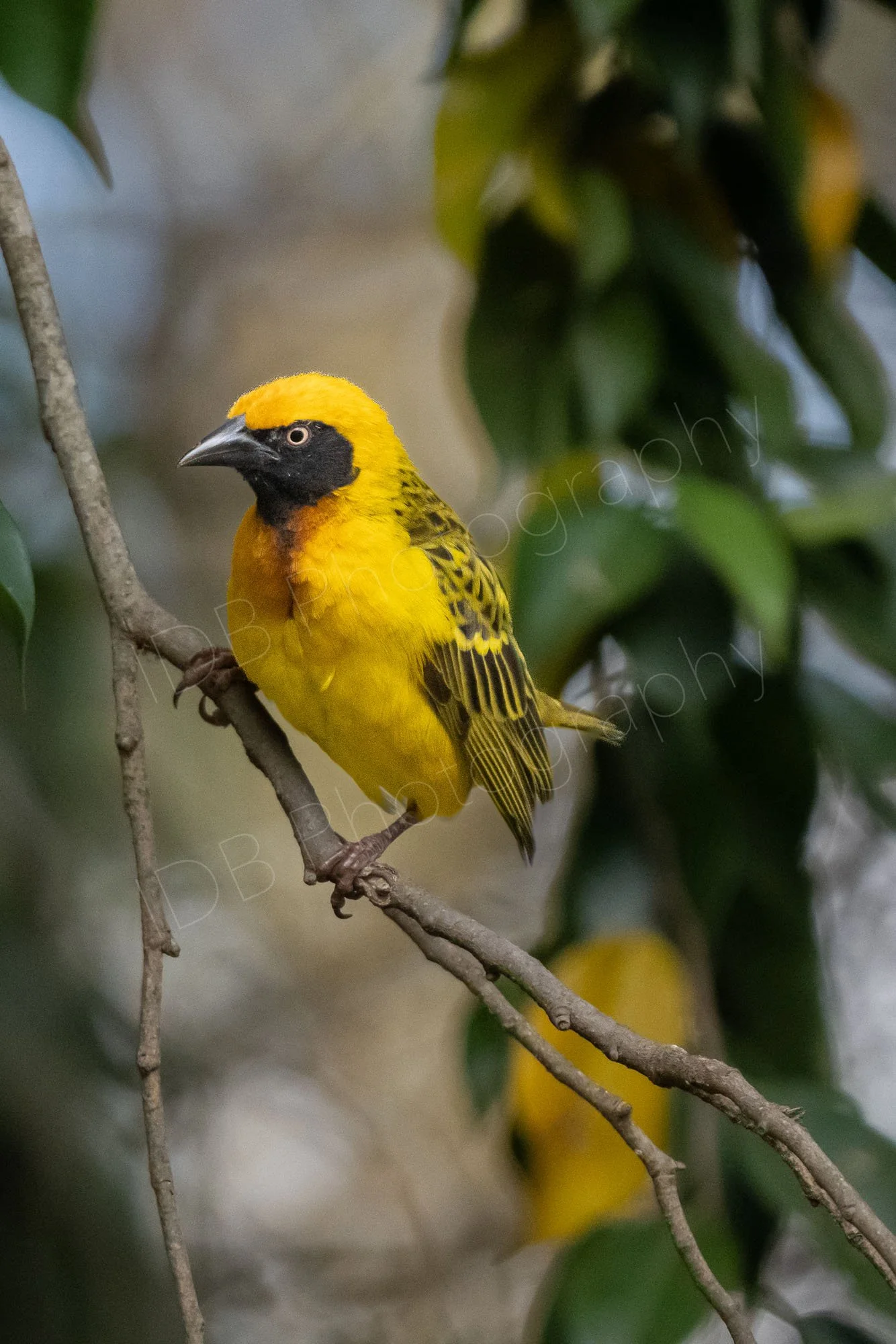 A Speke's Weaver bird (Ploceus spekei) sitting on a tree branch at Lake Nakuru, Kenya.