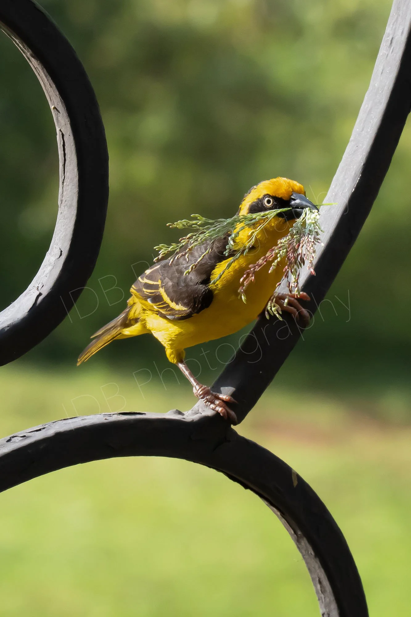 Village Weaver bird (Ploceus cucullatus) perches on railings while collecting grasses for it's nest in Nairobi, Kenya.