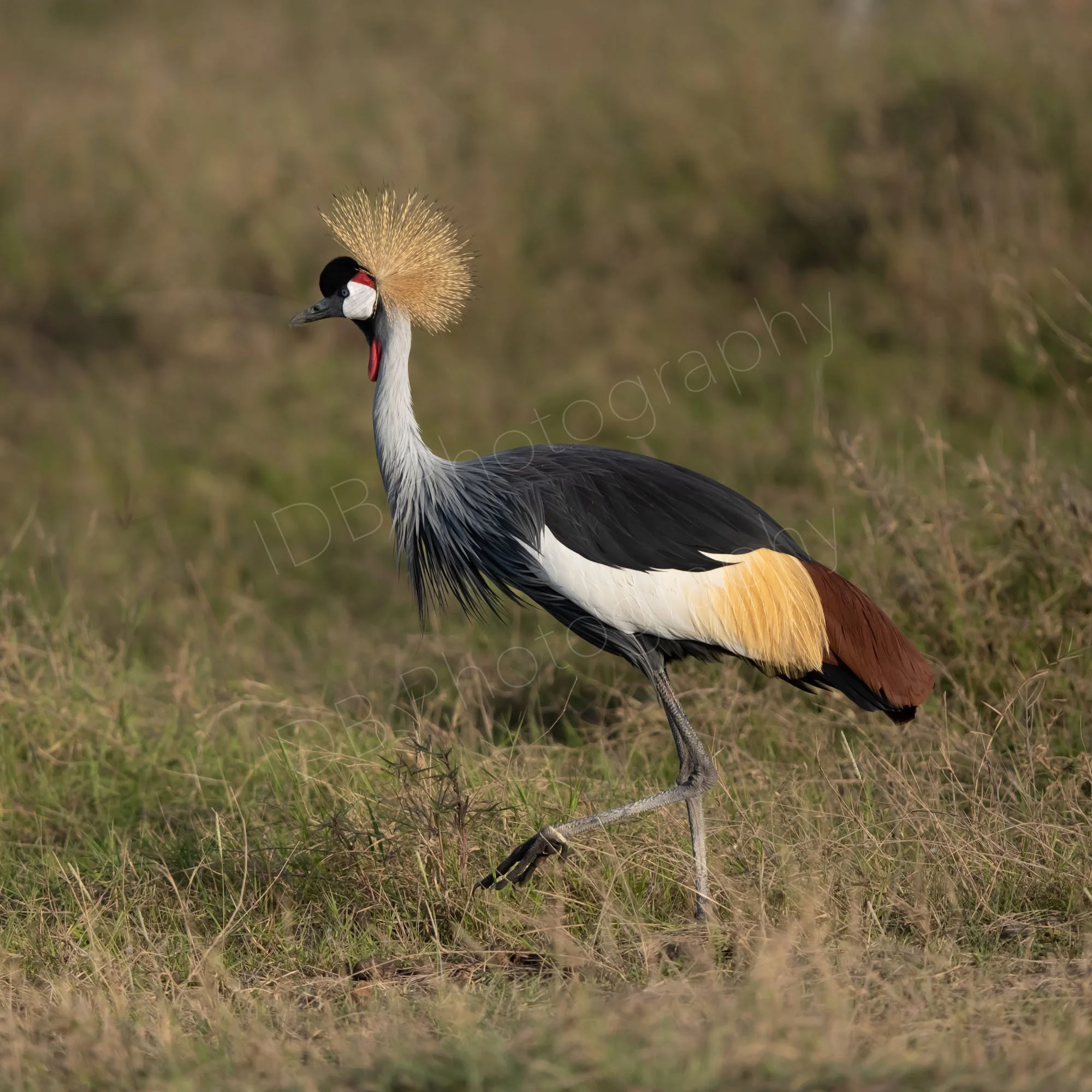 Crowned Crane (Balearica regulorum),  Amboseli, Kenya.