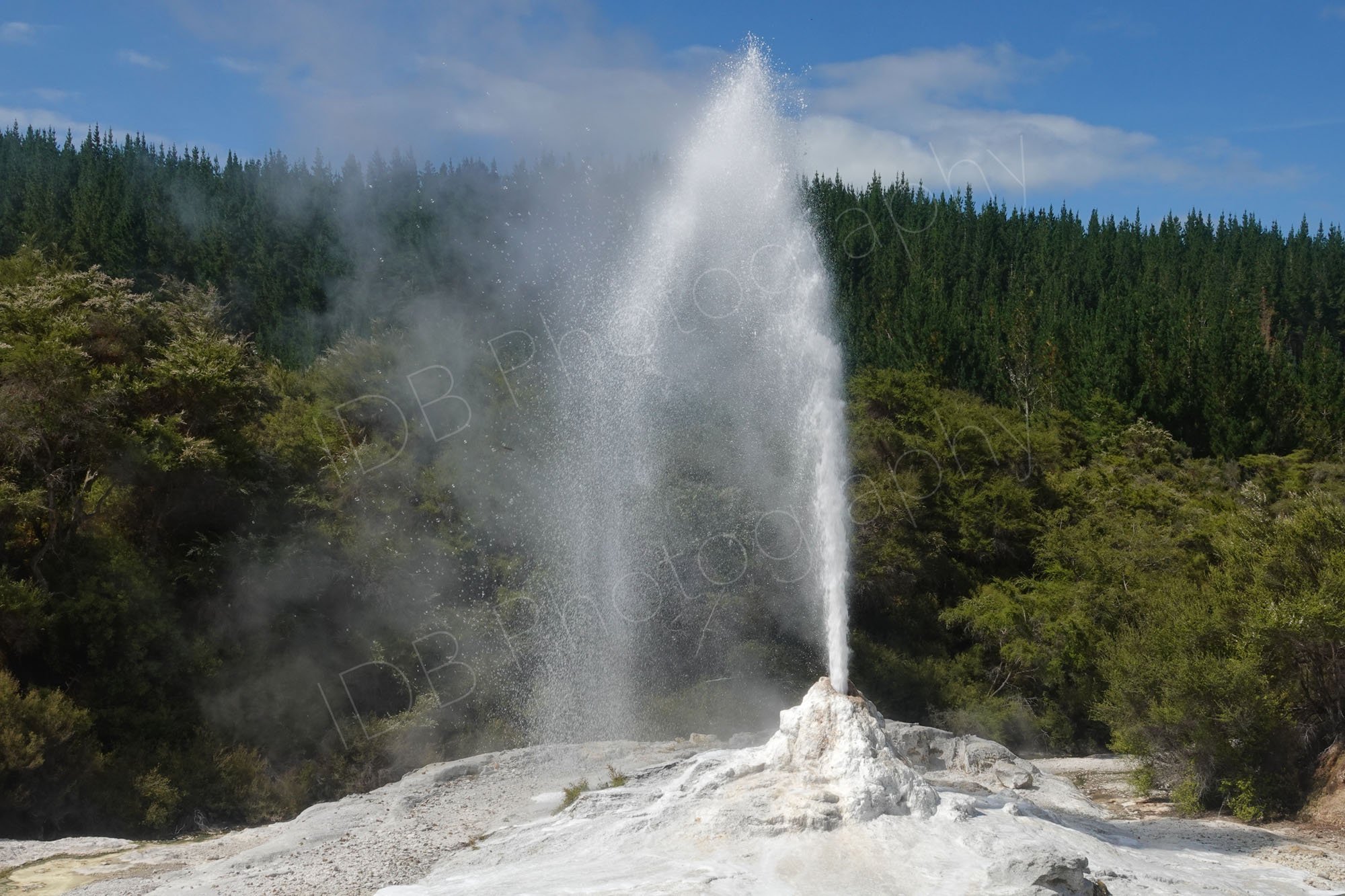 The Lady Knox geyser at Wai-O-Tapu  Thermal Wonderland, Rotorua, NZ; a tall plume of water is emitted from the vent hole.