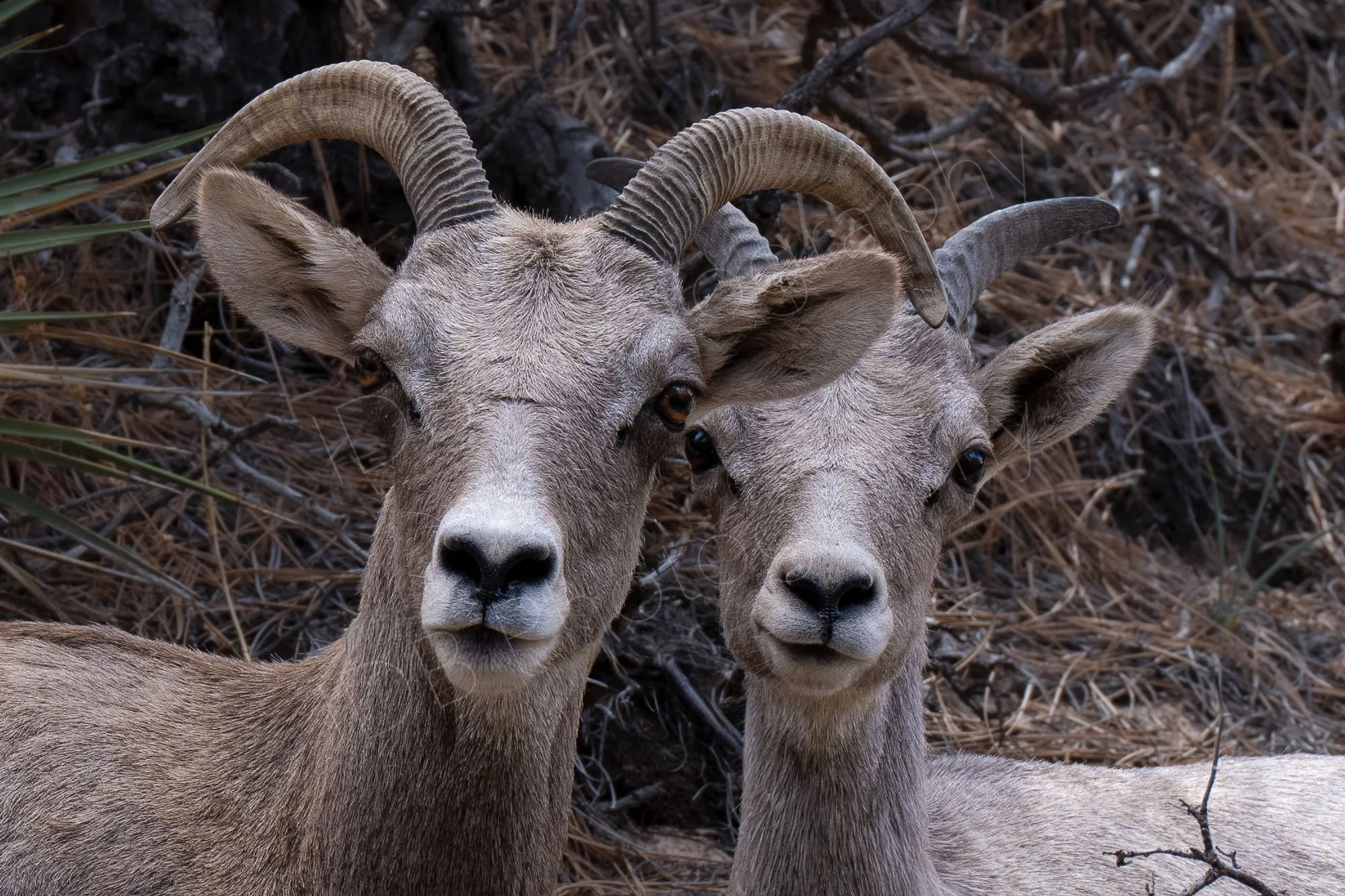 Close up of two bighorn sheep appearing to pose for the camera. Zion National Park, Utah, USA.