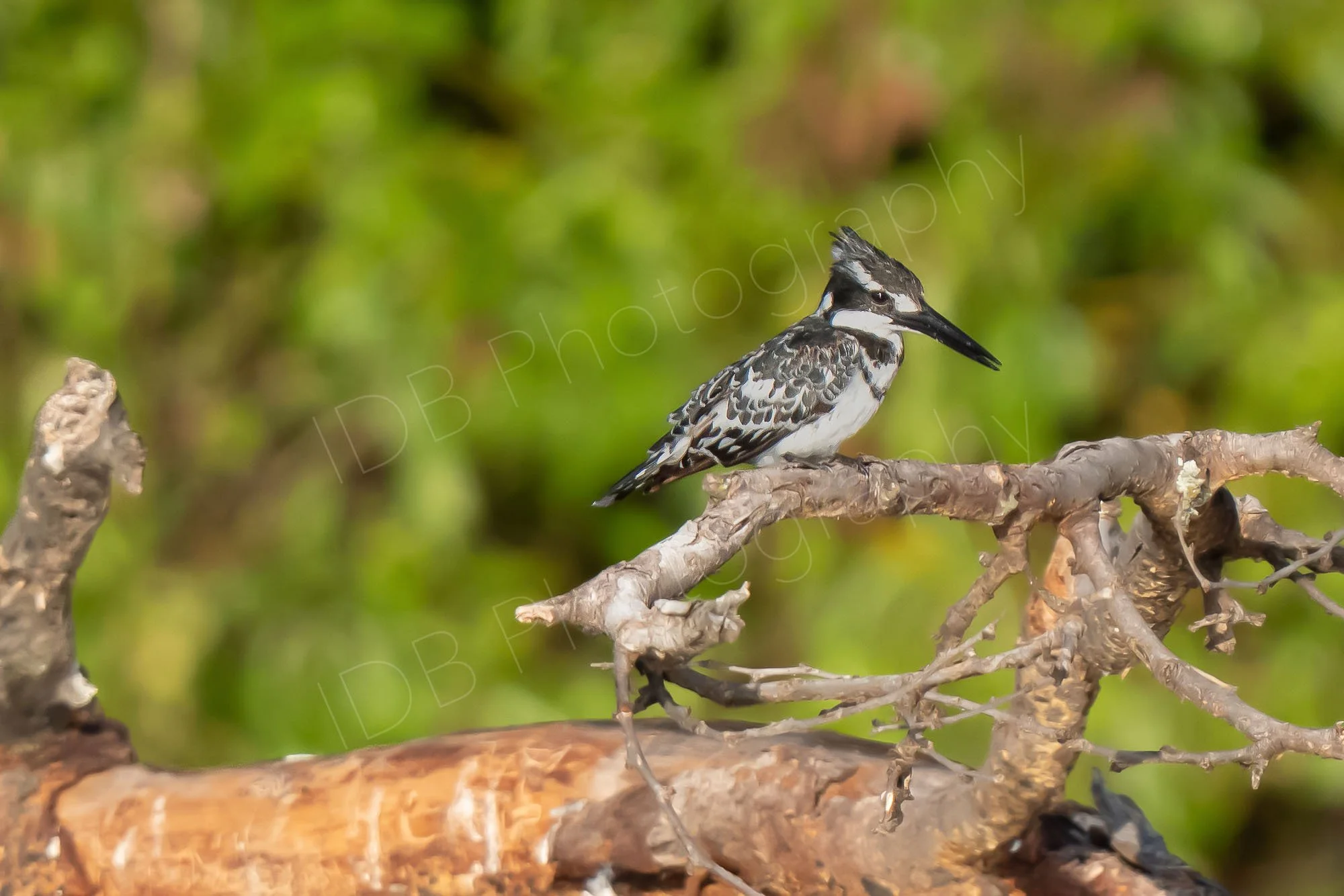 Pied Kingfisher (Ceryle rudis)  on a dead branch of tree with green background at Lake Nakuru, Kenya.