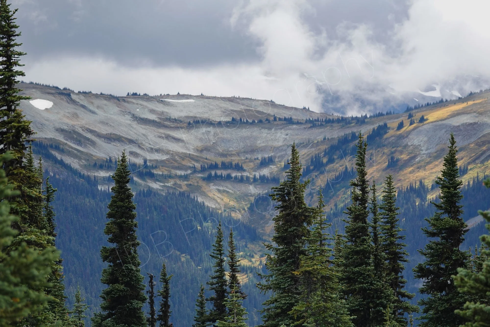 Image from the top of the mountains at Whistler, BC , with a group of conifers and a picturesque gold and grey mountain behind with a cloudy sky.
