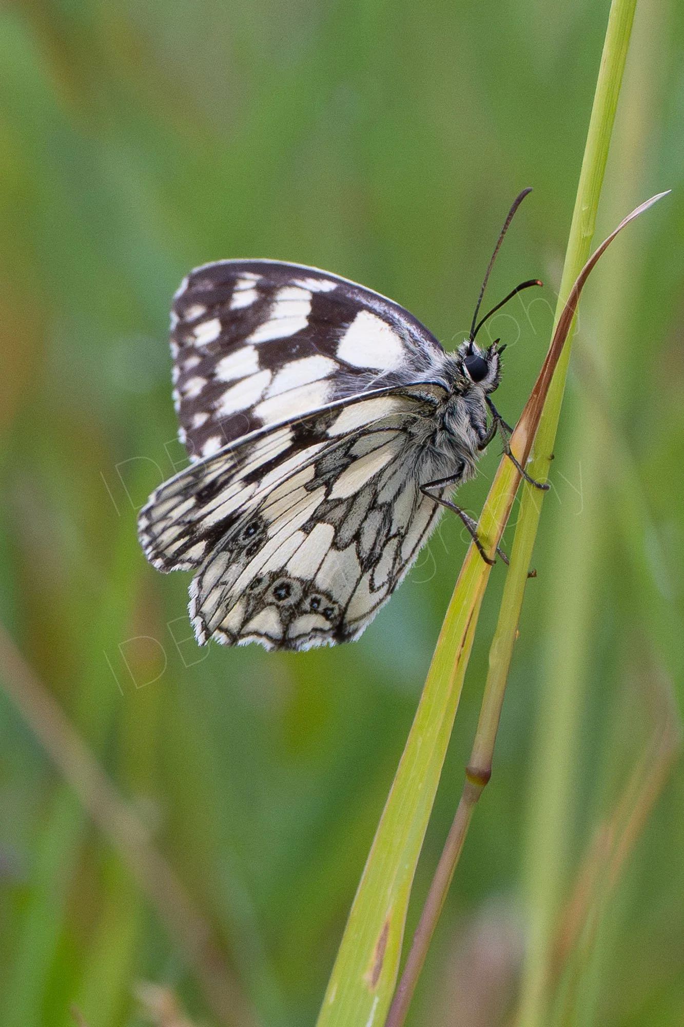 Male Marbled White butterfly (Melanargia galathea) on a blade of grass with hazy green background. Rye Harbour, East Sussex, UK