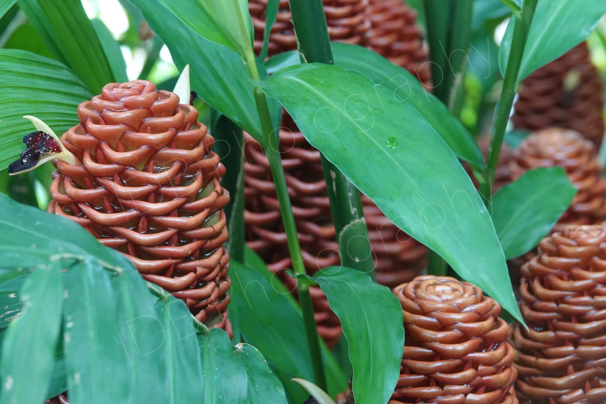 A group of bracts and leaves of a Beehive Ginger Tree (Zingiber spectabile), Gloucestershire, UK.