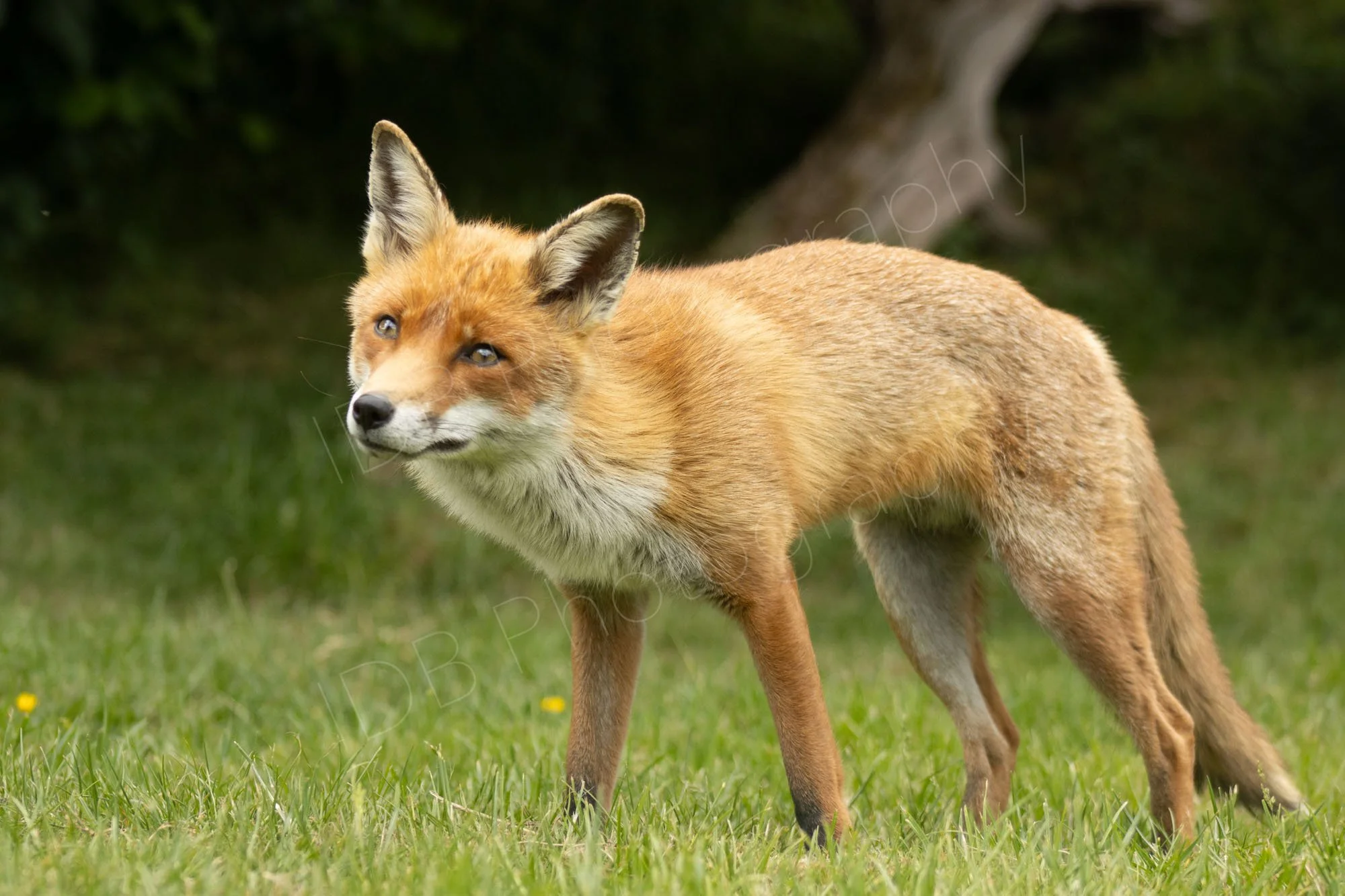 Low down view of a lovely Red fox with a quizzical look, on green grass with darker background in East Sussex, UK.