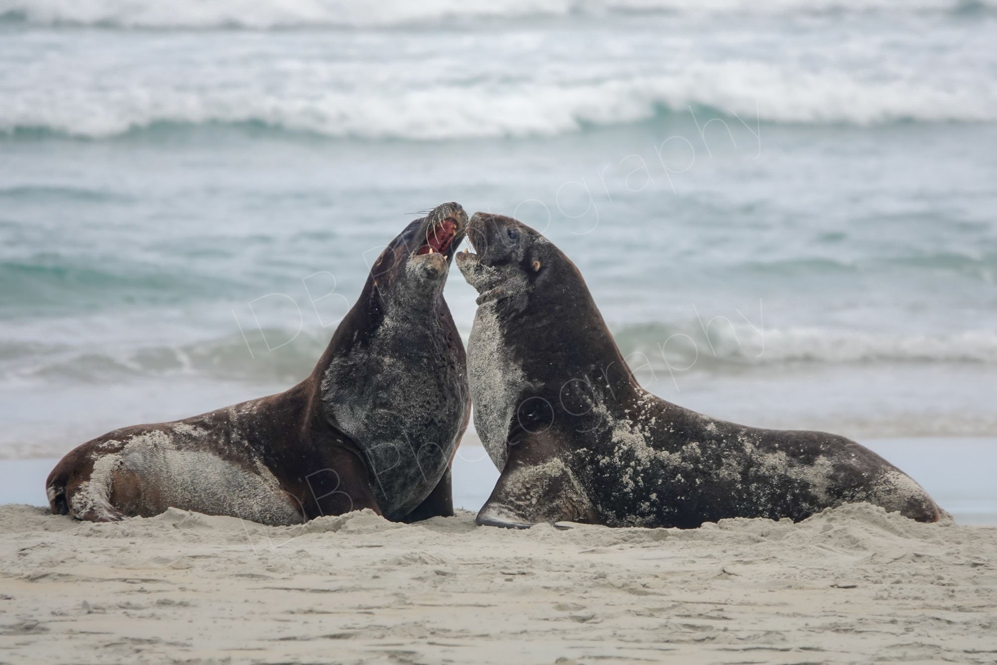 Two New Zealand Sea Lions covered in sand, necks raised, mouth to mouth at the waters edge at Sandfly Bay, New Zealand. (Also in Wildlife)
