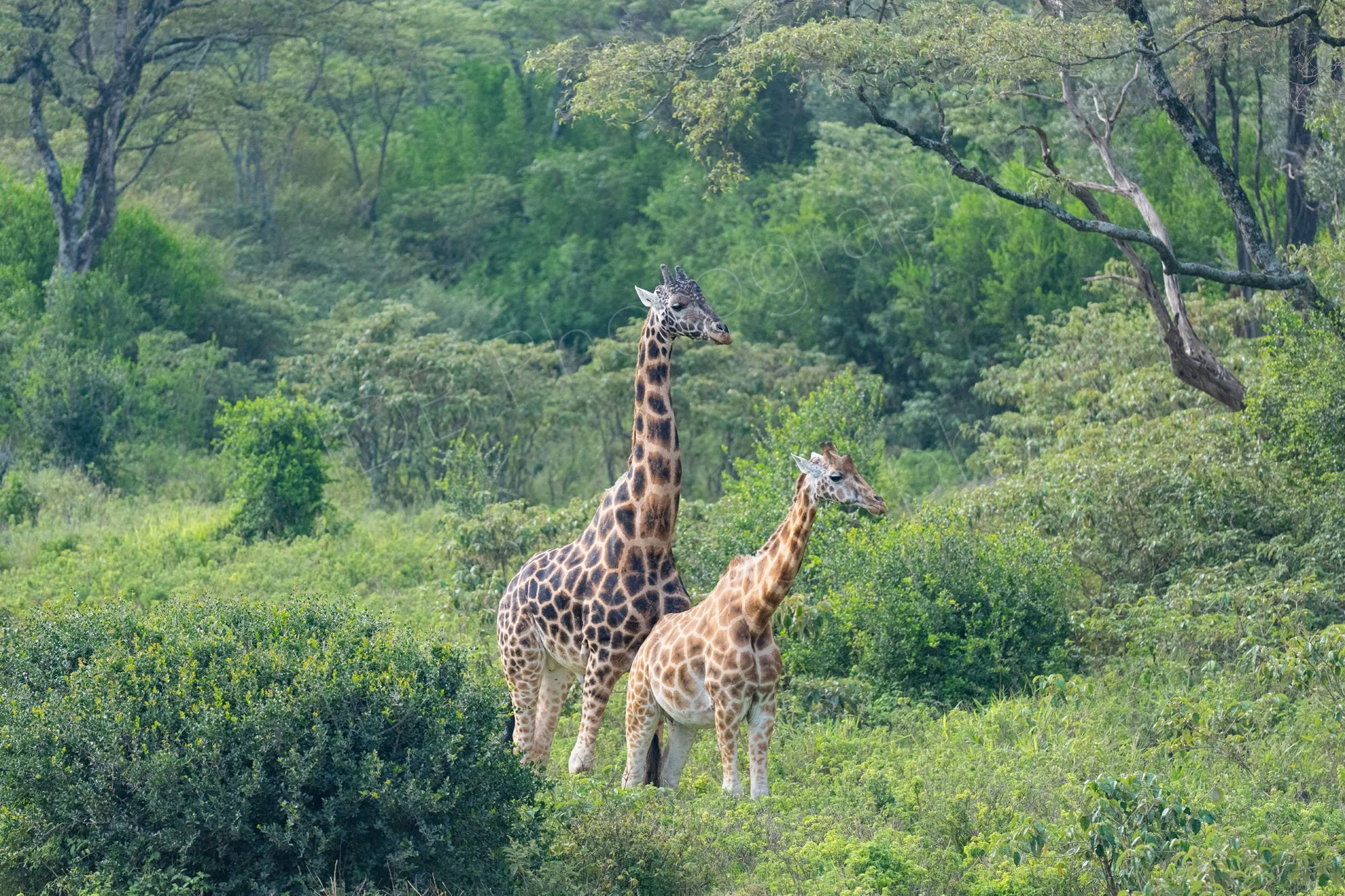 Two Rothschild's (Nubian) Giraffes roam the bush-land. Nairobi, Kenya.
