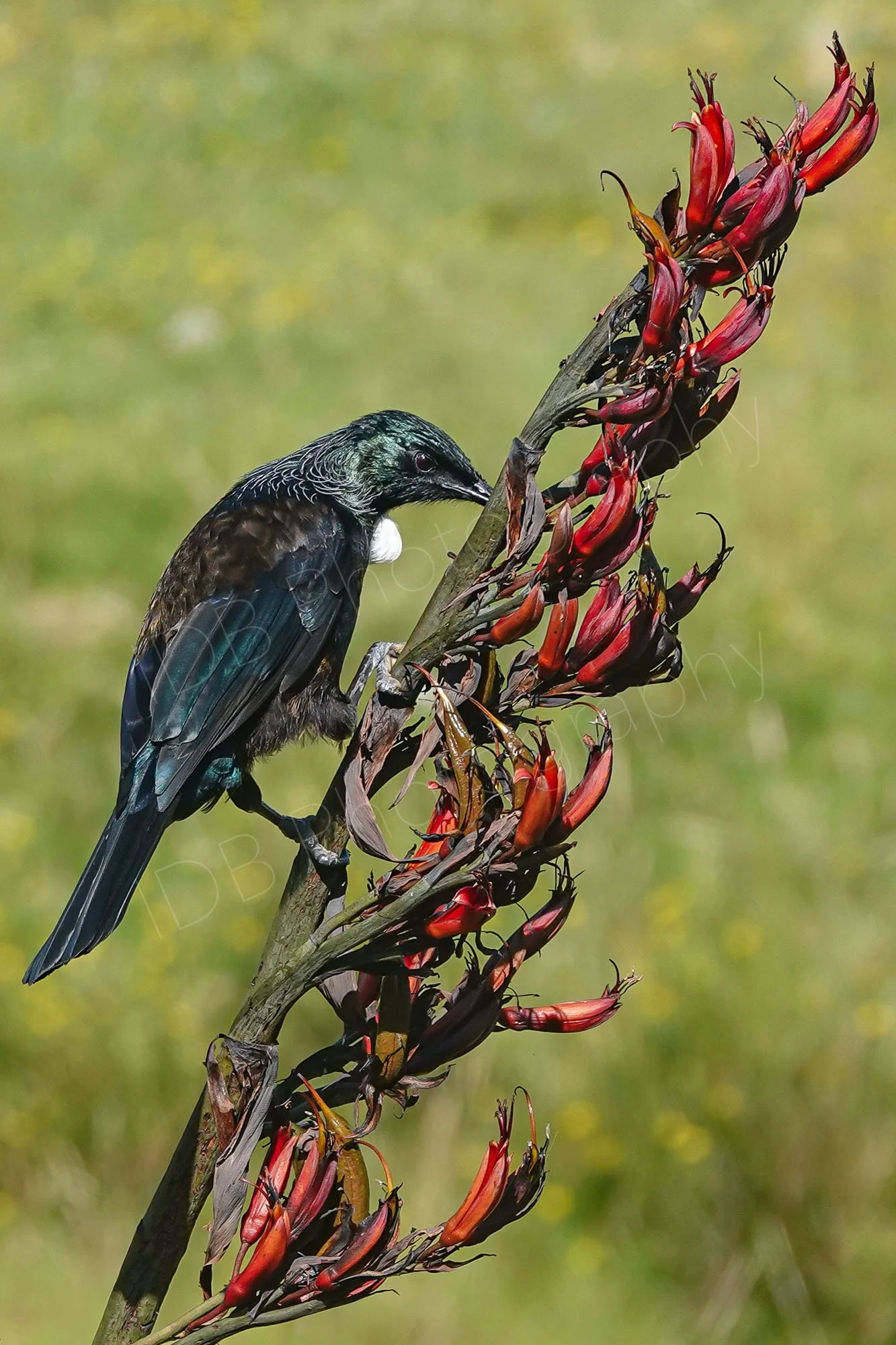 Tui bird on a New Zealand flax flower head, blurry grass background.