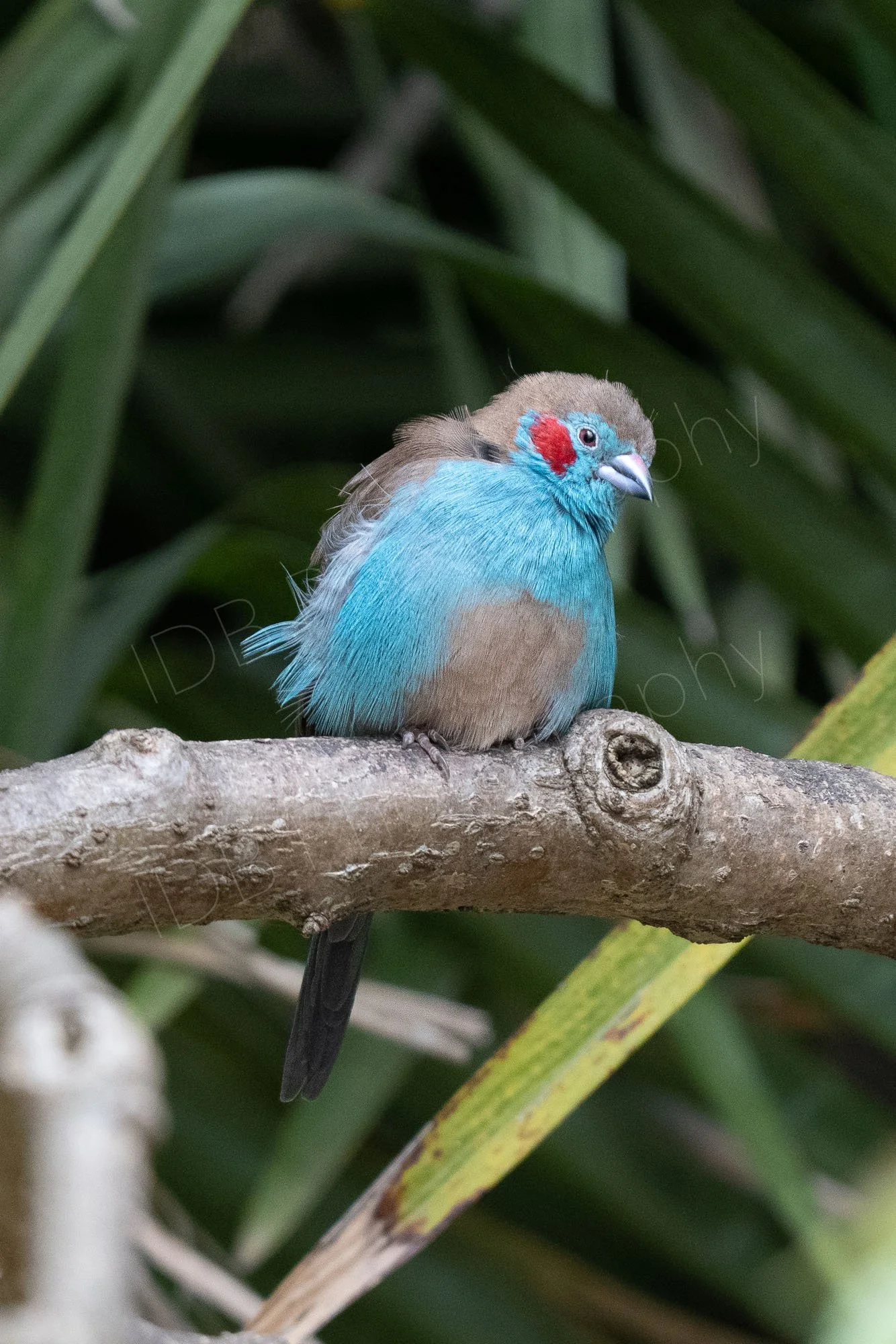 Red-cheeked Condon-bleu bird (Uraeginthus bengalus) sitting on a branch with leafy background. Lake Nakuru, Kenya.