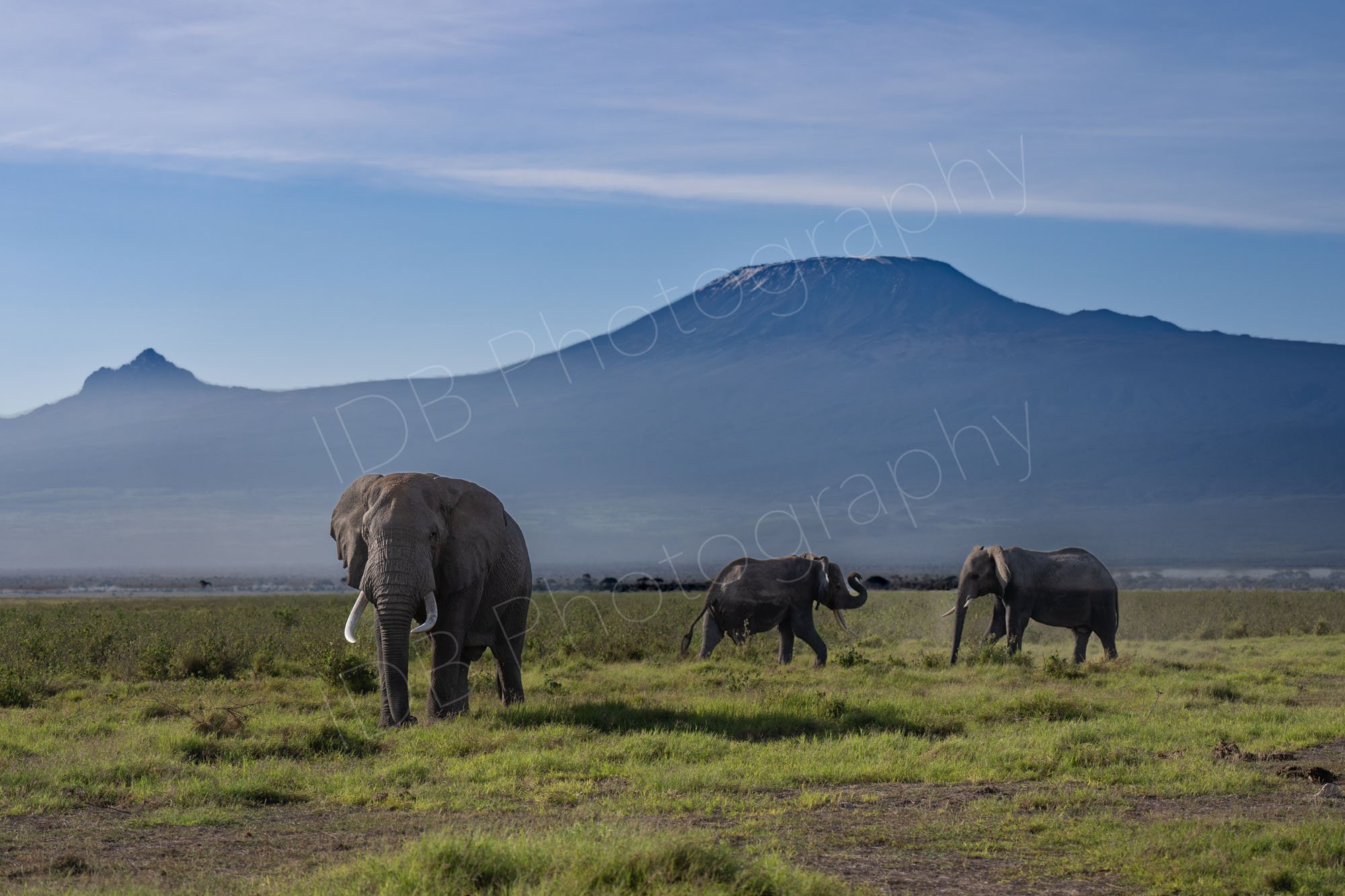Three elephants with Mount Kilimanjaro in background, Amboseli, Kenya.