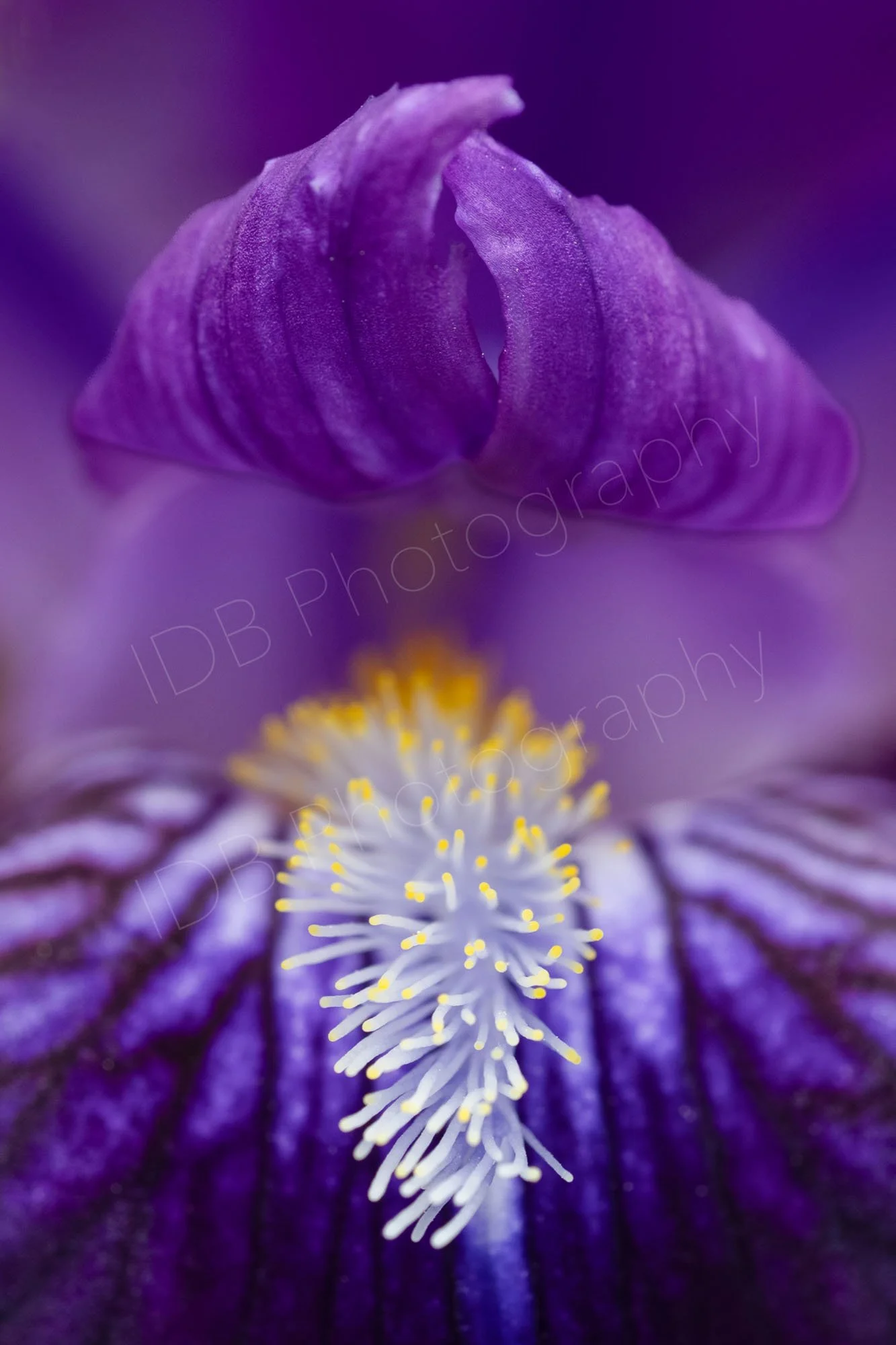 Close up of flower of a purple Bearded Iris (Iris germanica) in Oxfordshire, UK. 