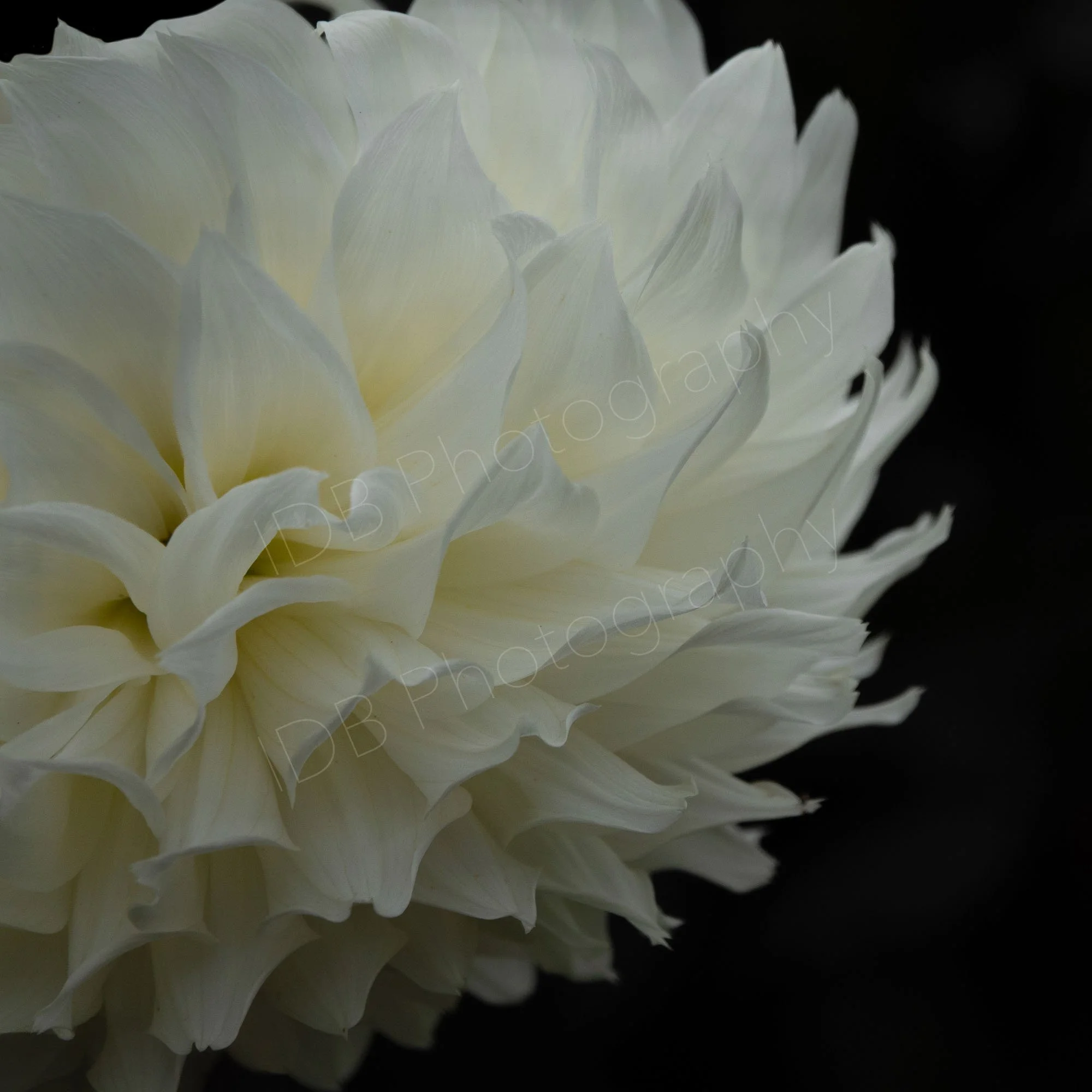 A downward facing white dahlia head on a black background.1.