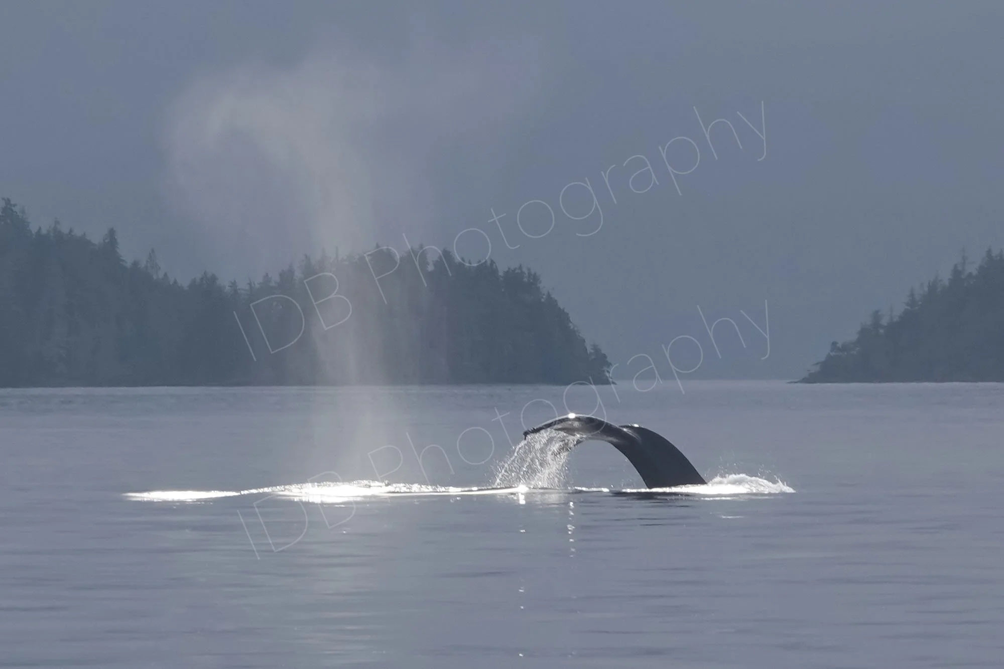 The tail of a Humpback whale nicely illuminated with water pouring off in Blackfish Sound, BC, Canada.