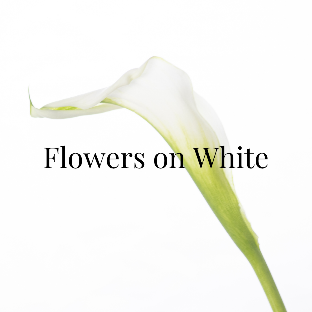 Close-up of a white calla lily flower with the text 'Flowers on White' overlayed