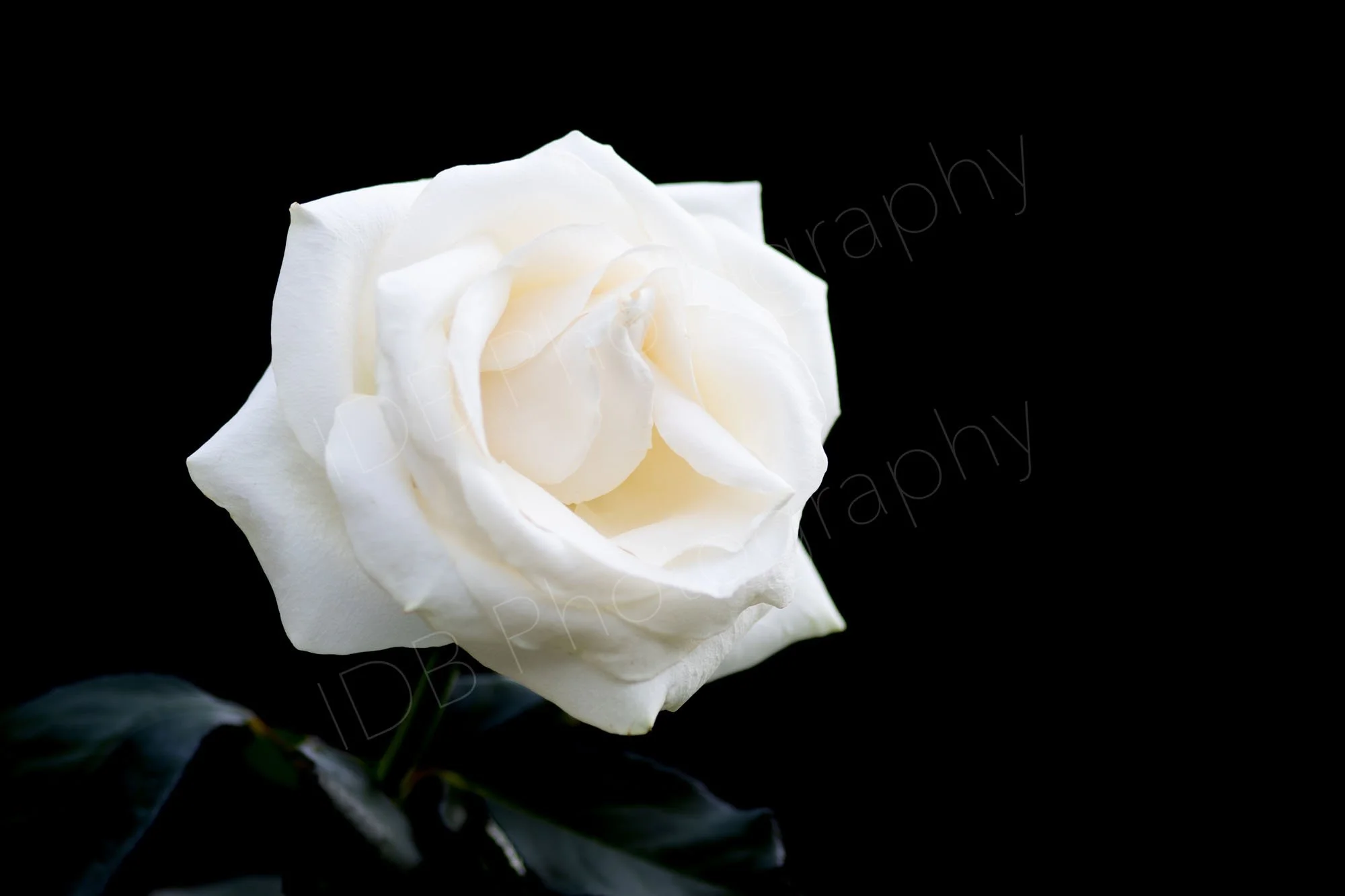 A lovely white hybrid tea rose with green leaves in shadow on a black background. Rectangular image.