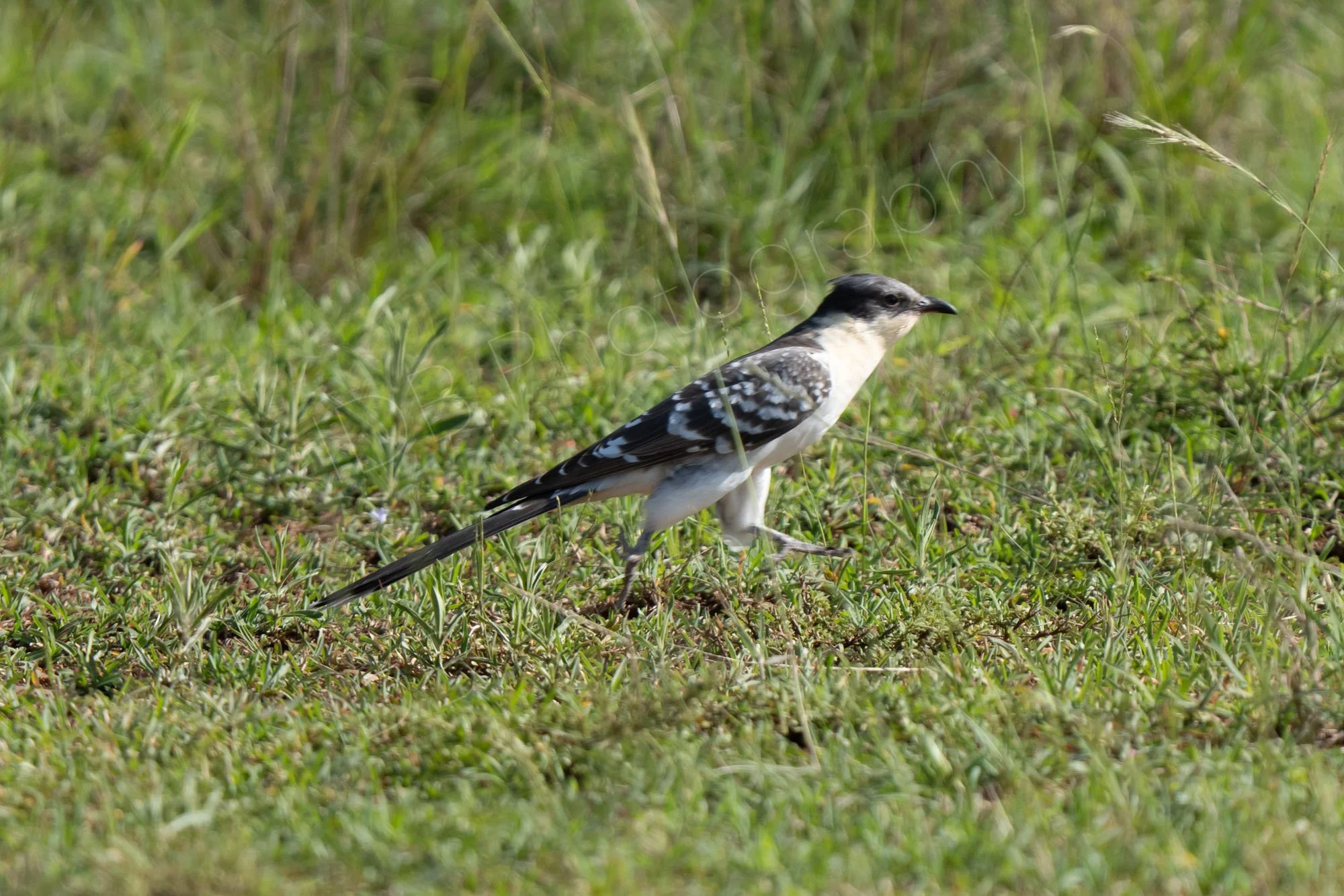 Great spotted cuckoo (Clamator glandarius) on grass in the Masai Mara, Kenya.