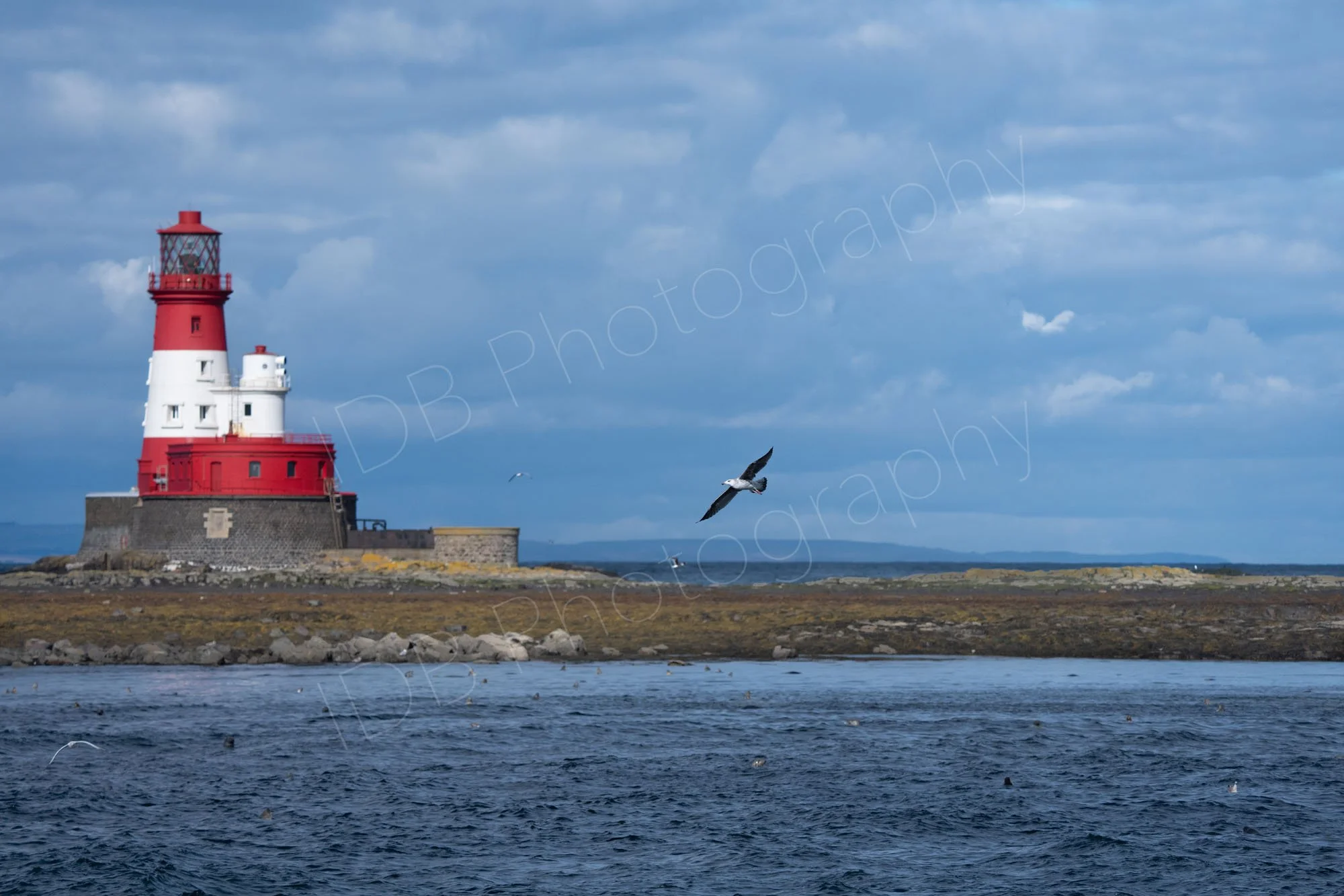 Longstone Lighthouse on the outer Farne Islands off the Northumberland coast, many seals can be seen in the water, a gull flies through the cloudy blue sky.