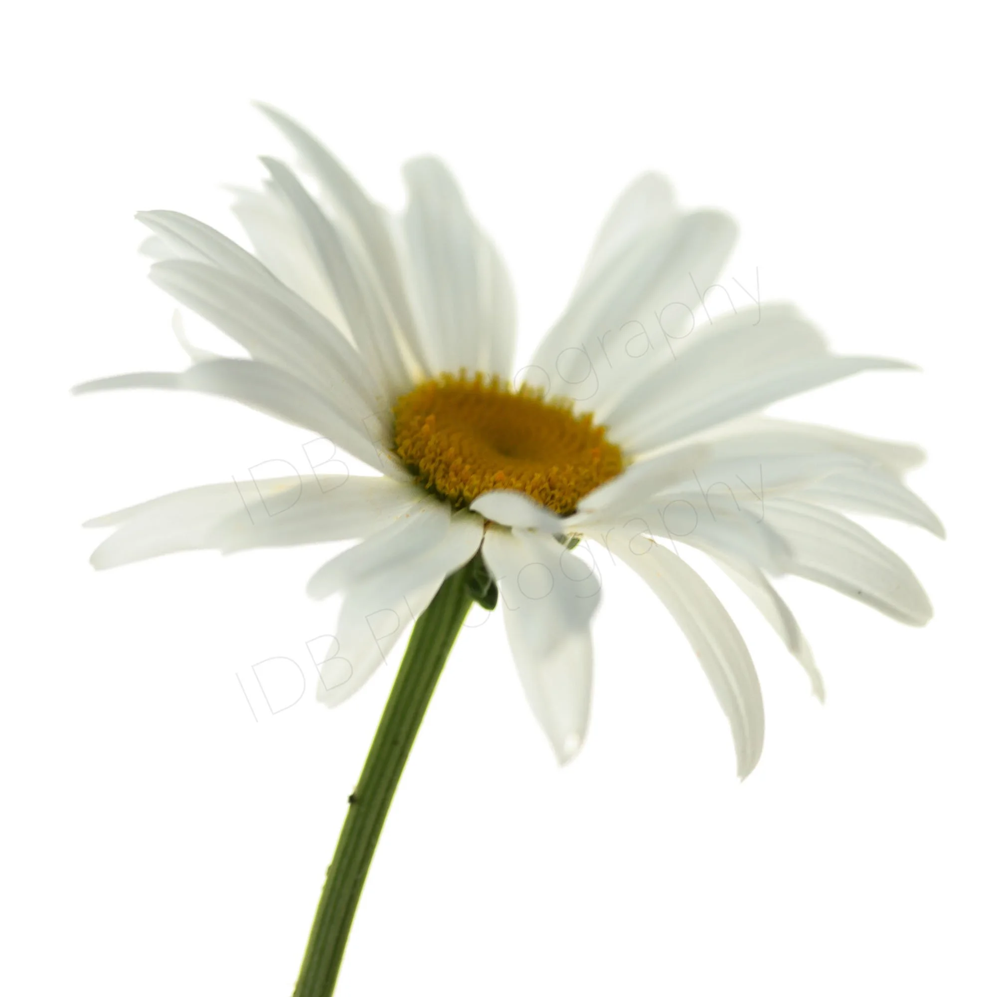 A high-key image of a single flower and partial stem of a Shasta daisy (Leucanthemum × superbum). White on white.