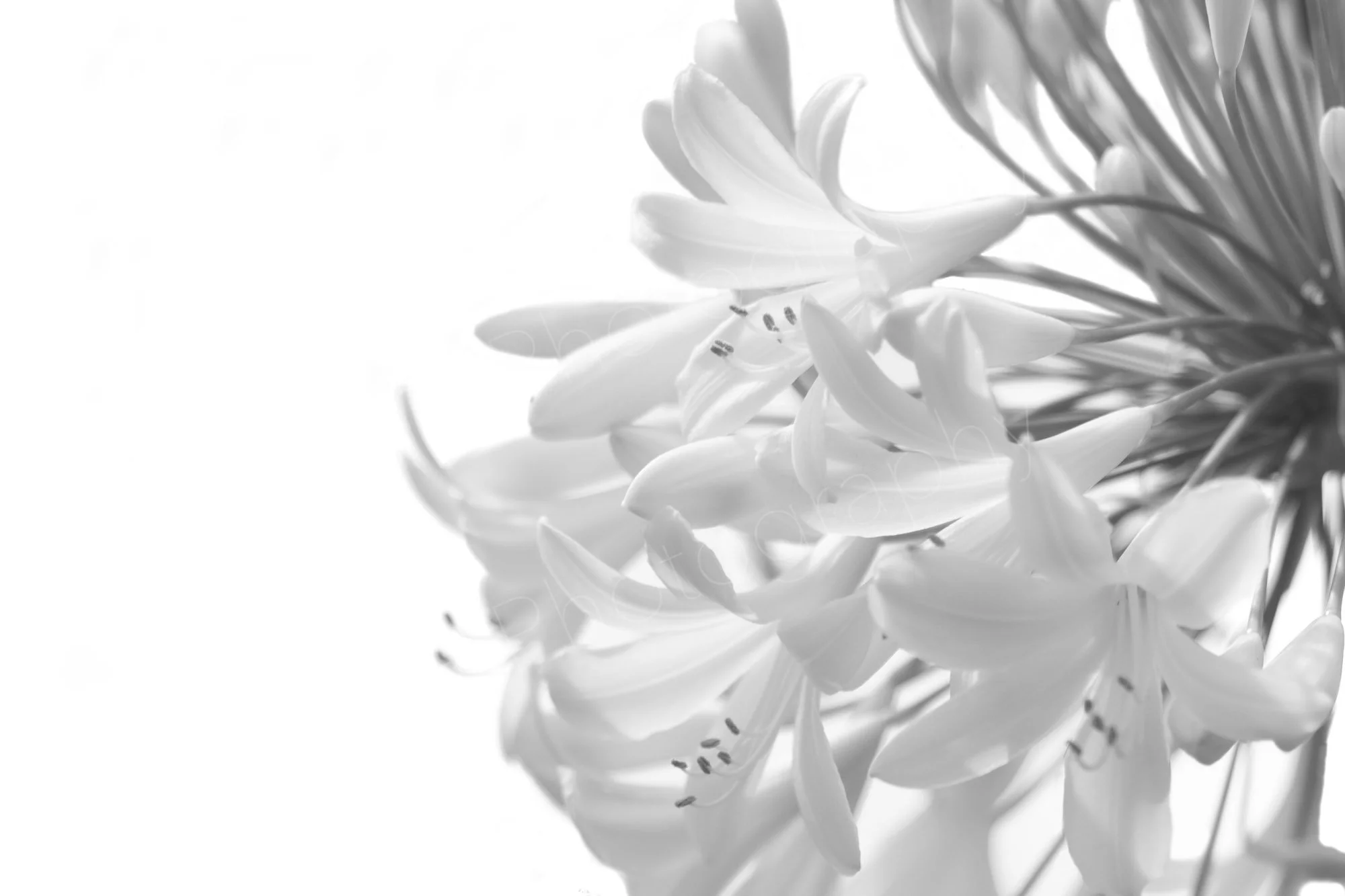 Black and white photo of a white Agapanthus flower, with detailed petals and stamens.
