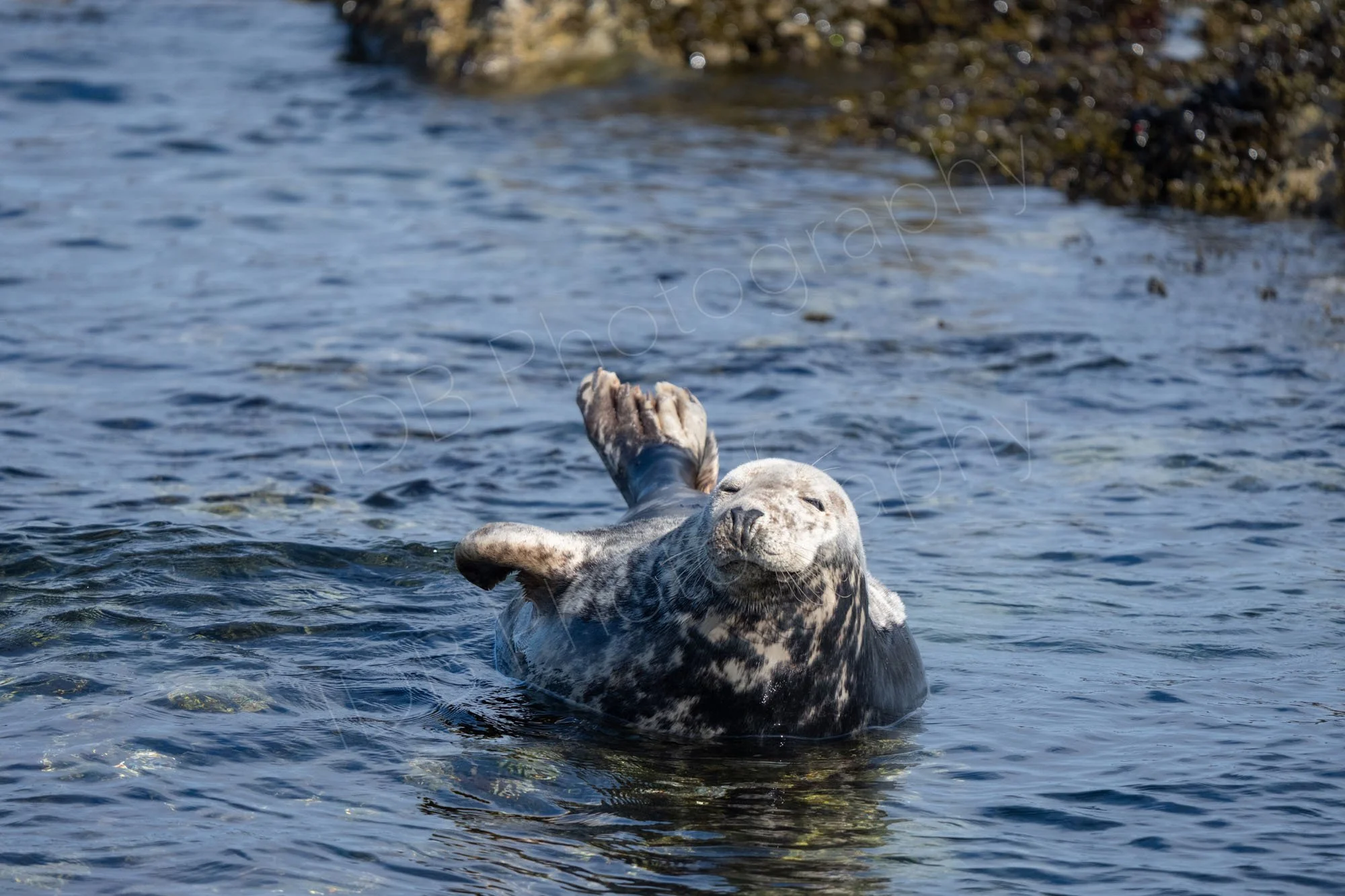 A "content looking" Grey Seal ((Halichoerus grypus) relaxing in the shallow waters of the Farne Islands, Northumberland, UK.