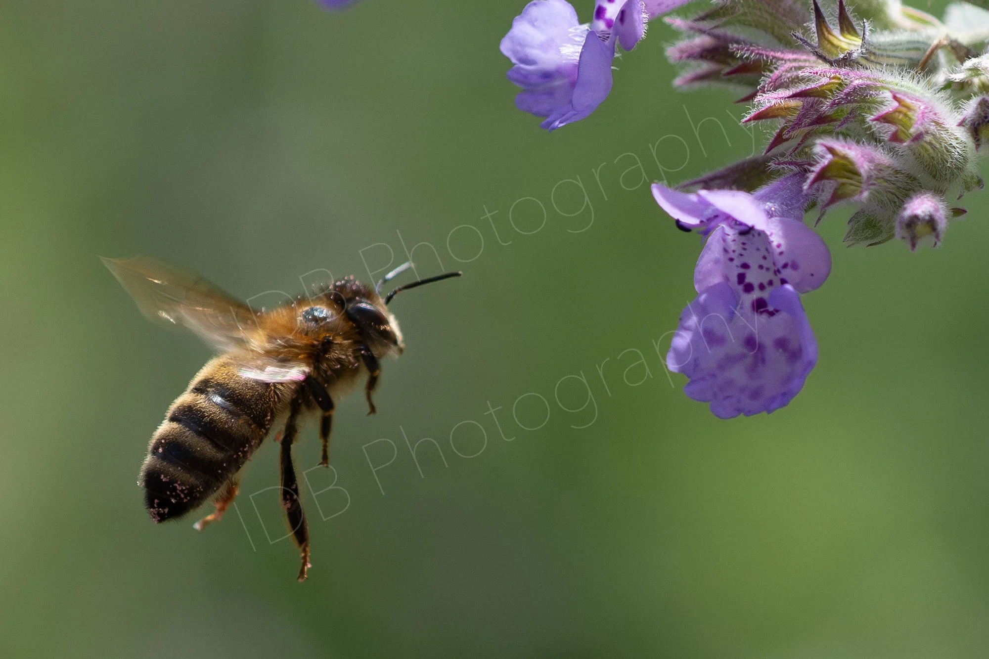 Western Honey Bee (Apis mellifera) in flight  lateral view, approaching a Nepeta flower, green bokeh background. Gloucestershire, UK.