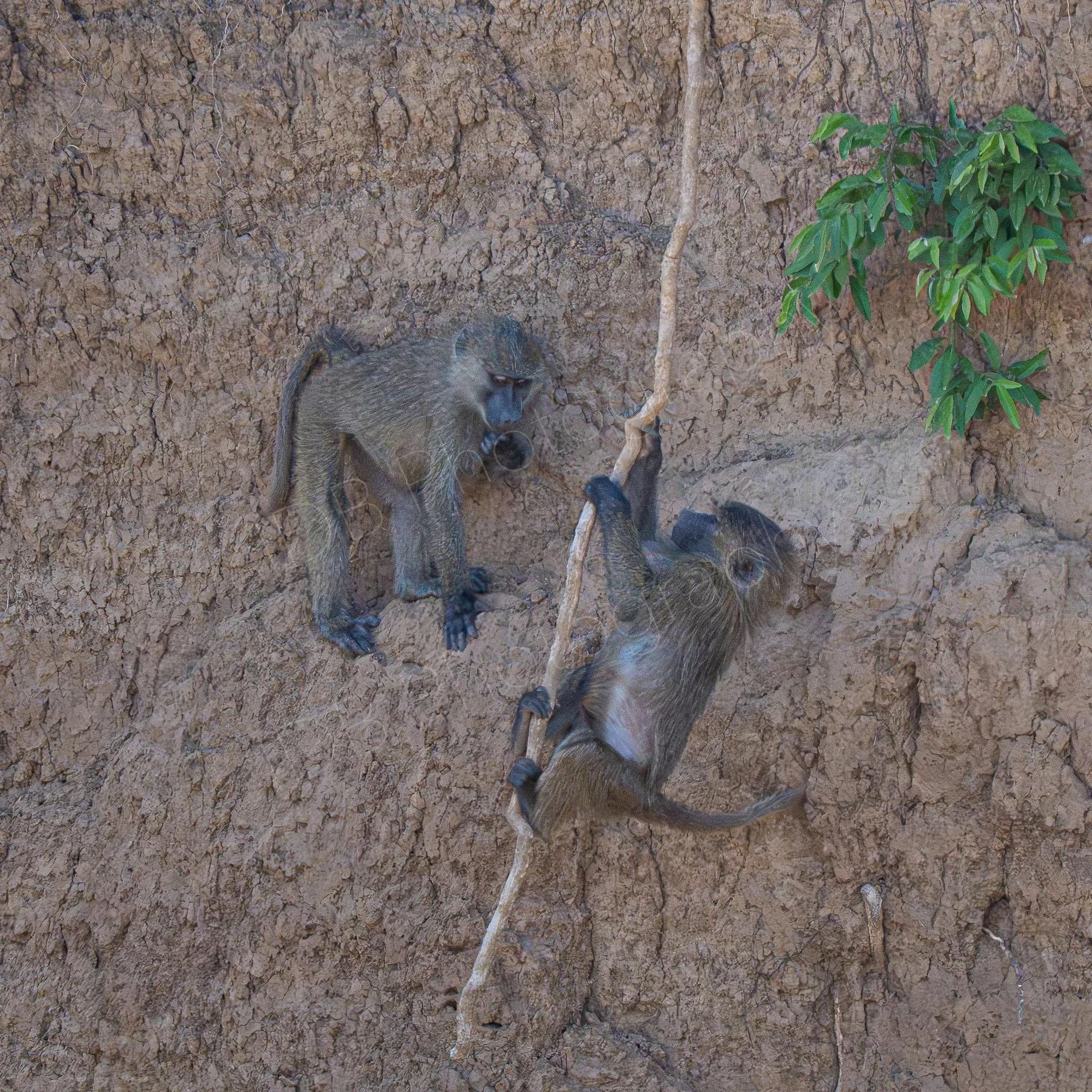 Two young olive baboons enjoy playtime  climbing racks and swinging on a hanging tree root in Masai Mara, Kenya.