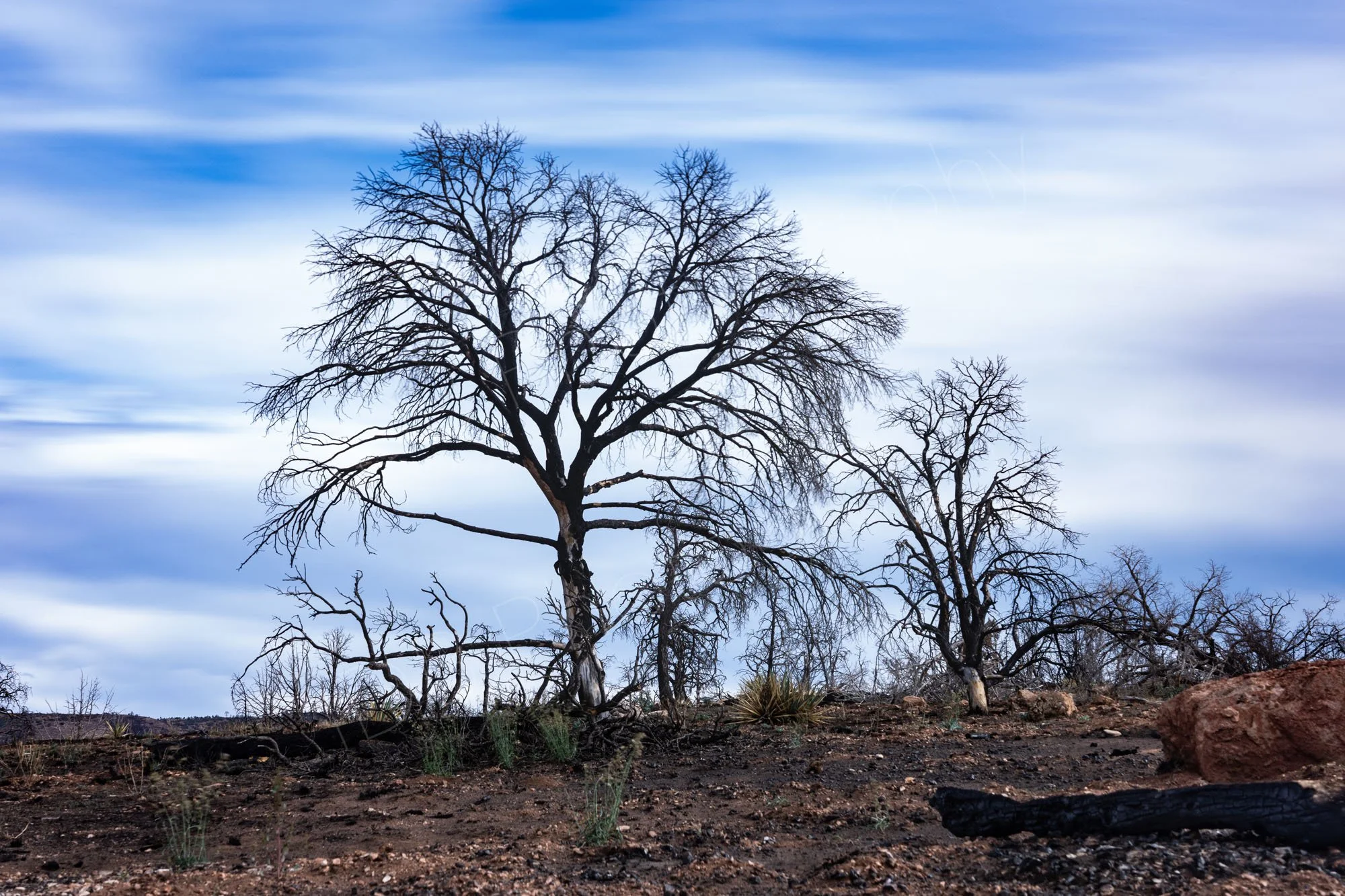 A long exposure image using ND filters of burnt trees and ground slowly recovering from wildfire, unusual cloudy blue sky background, Arizona.