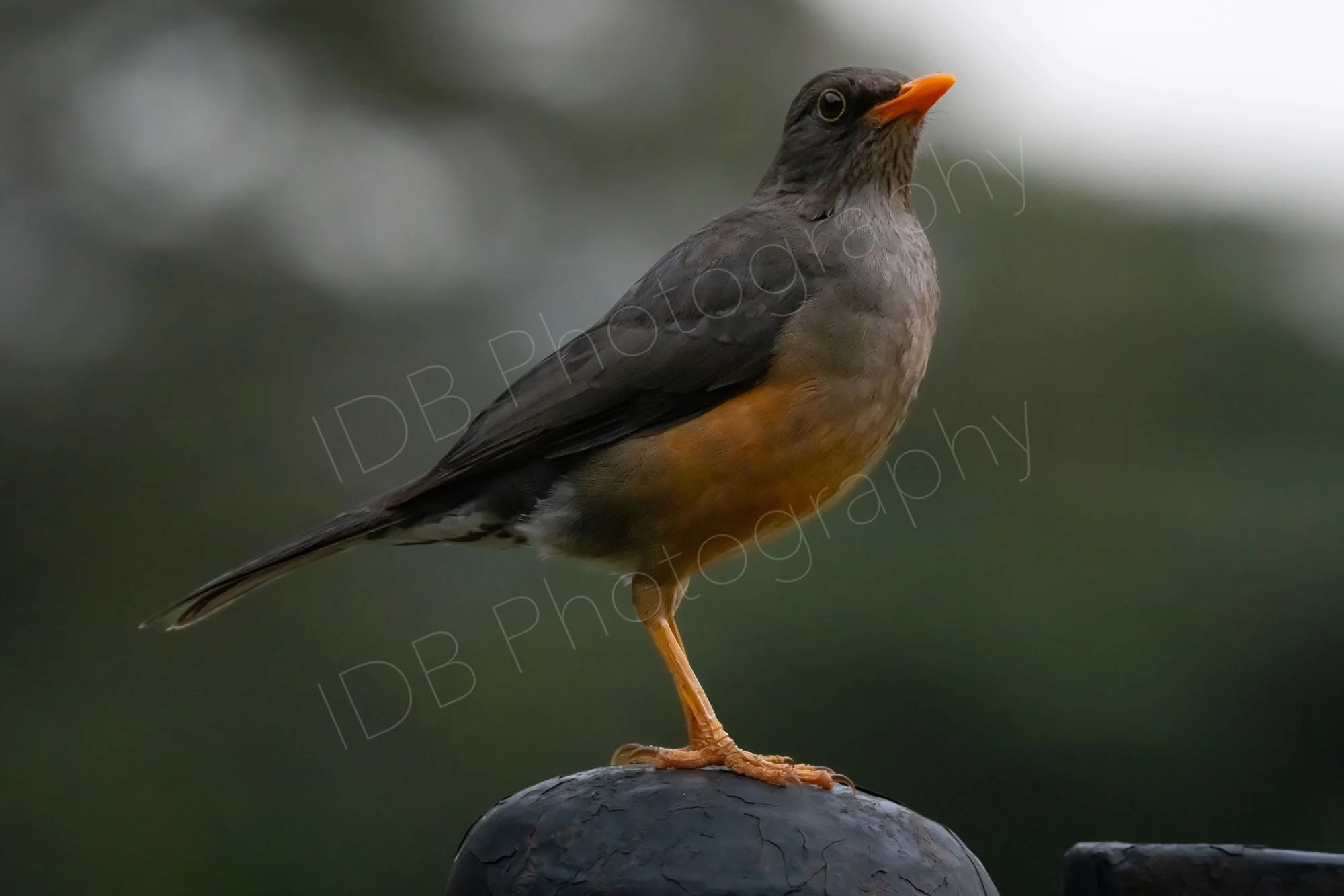 Abyssinian thrush (Turdus abyssinicus) stands proudly . Nairobi, Kenya.