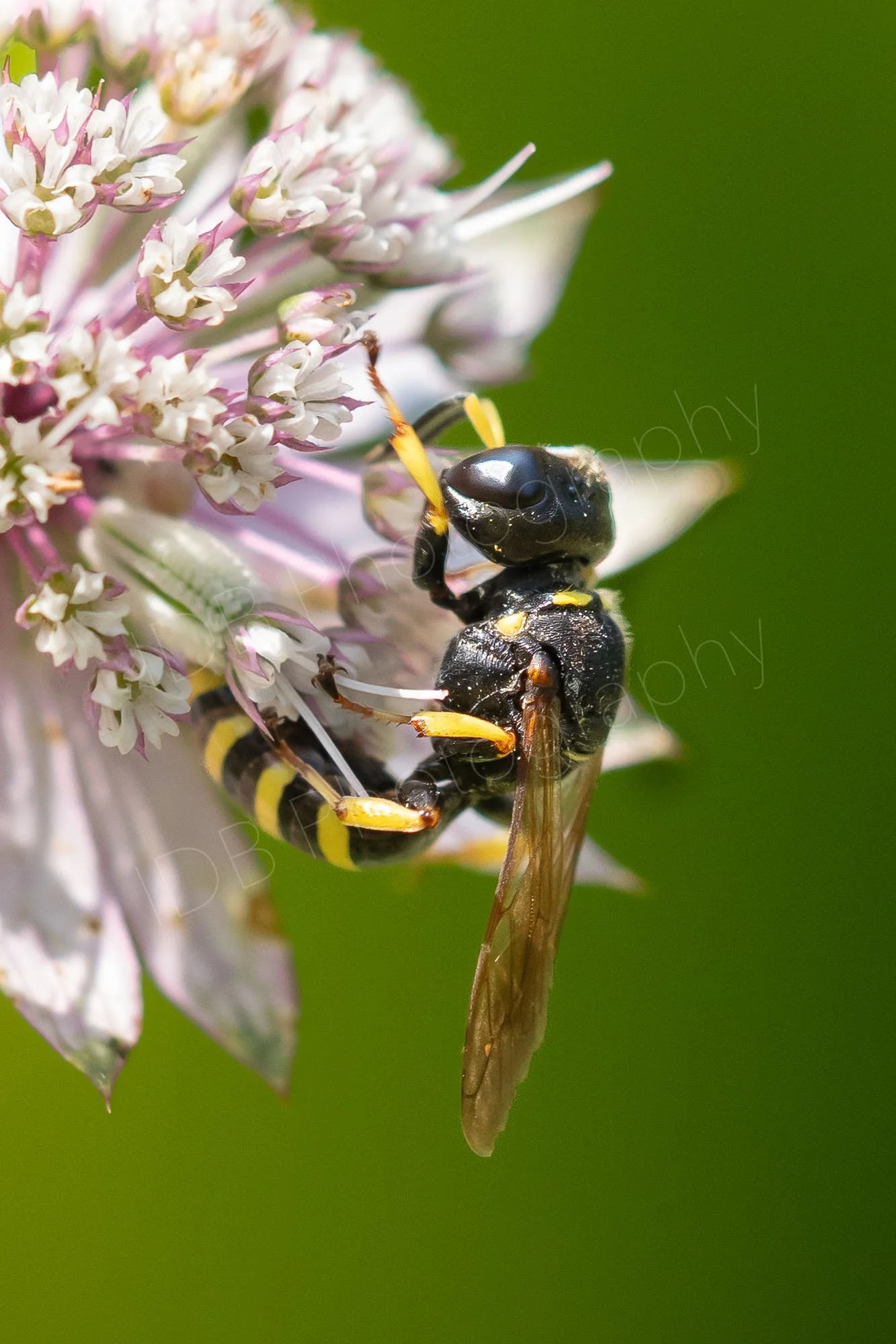 A solitary wasp, Ectemnius cephalotes, on an Astrantia flower head with a green background. Gloucestershire, UK.