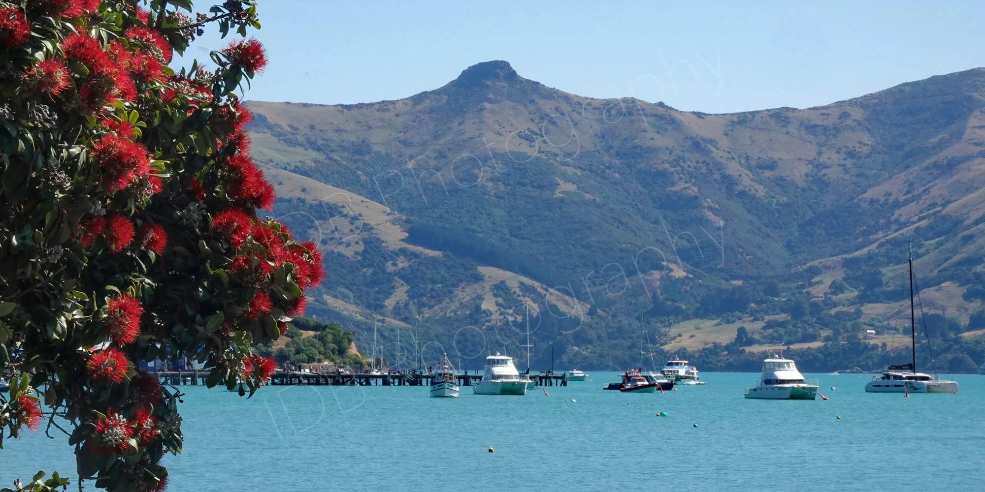 Boats in Akaroa harbour with the red flowered Pōhutukawa tree in the foreground; Banks Peninsula, New Zealand.