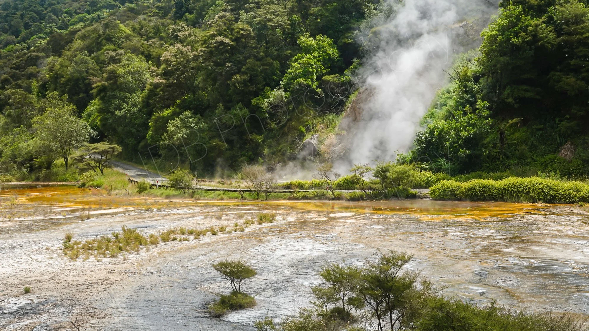 A vibrant geothermal landscape in Waimangu Volcanic Valley, NZ. A large plume of white steam rises from a rocky, vegetated hillside in the background.