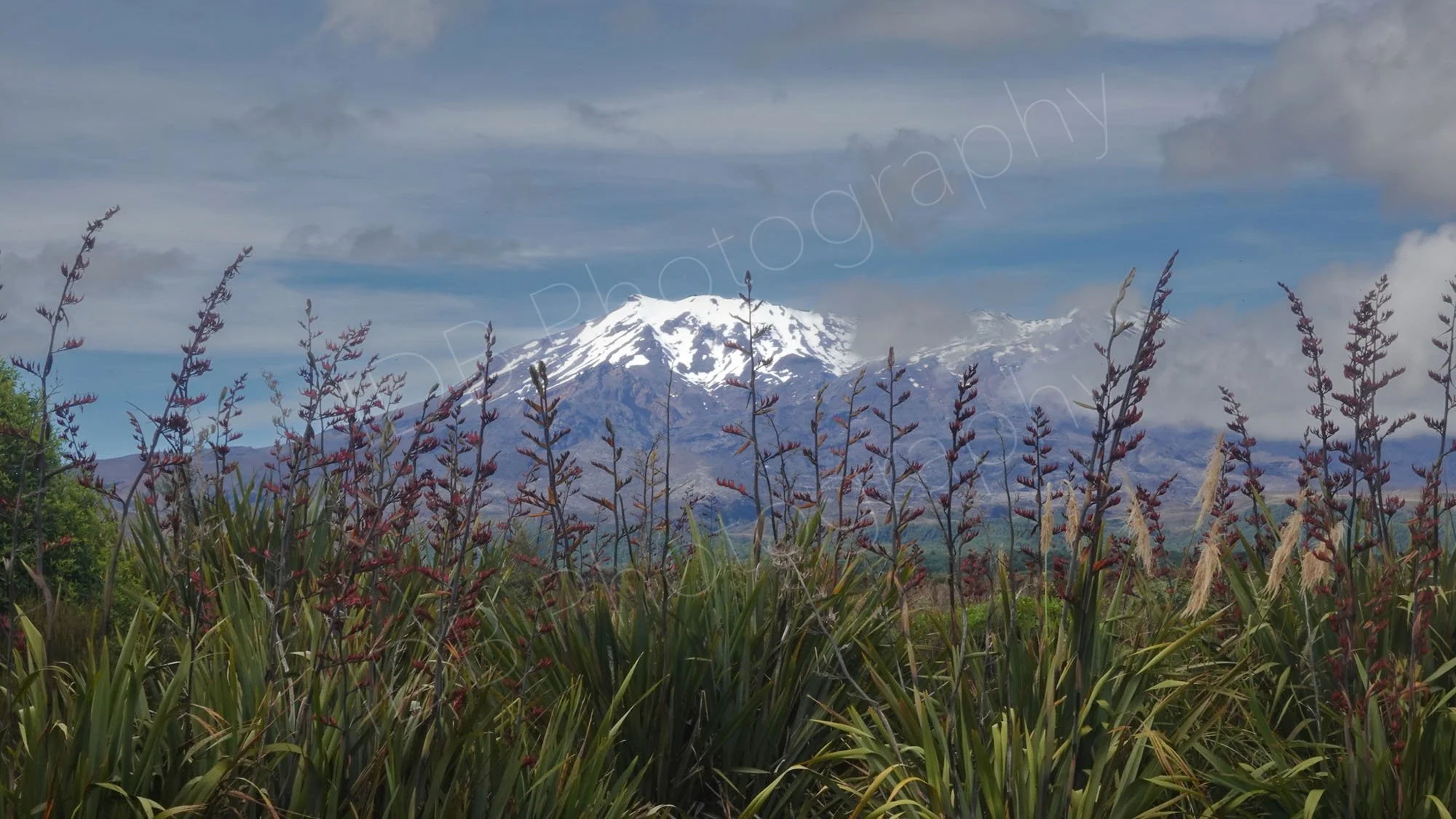 A view of snow capped Mount Ruapehu, Tongariro, with New Zealand flax (Phormium Tenax) in the foreground.