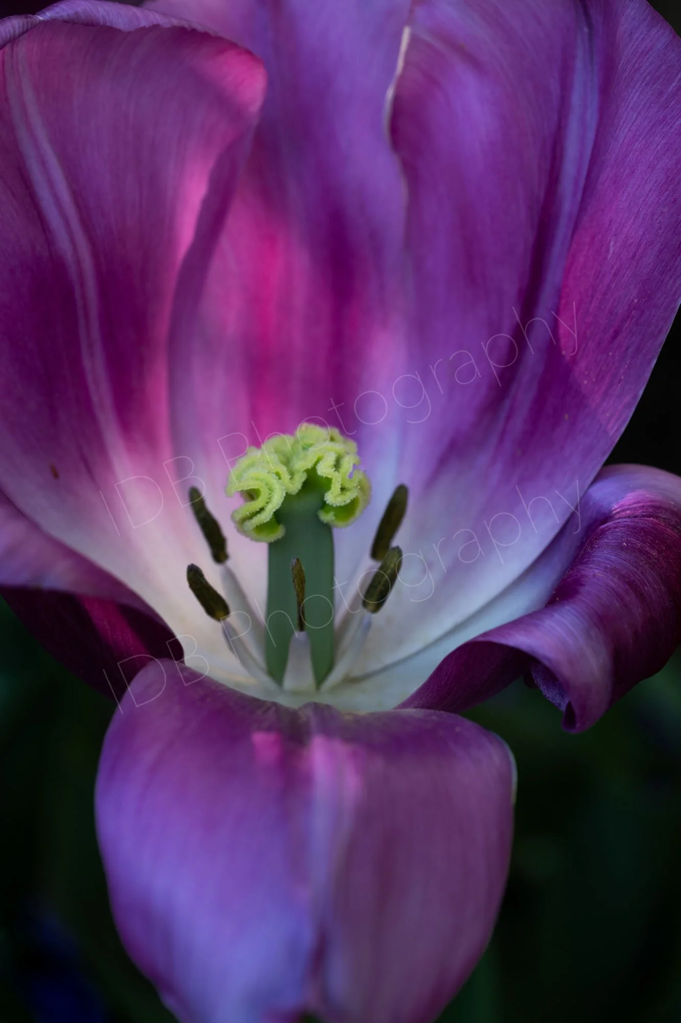 Close up of the inside of a purple tulip flower. Carpels, stamens and petal colours are clearly seen on a black background, Kent, UK. 