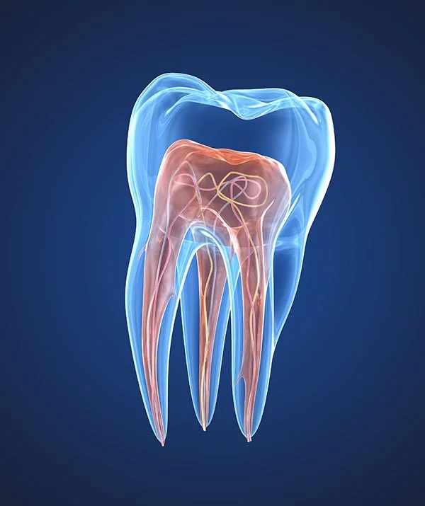 Traitement endodontique précis pour soigner les infections de la pulpe dentaire et conserver la dent naturelle. endodontie, traitement de canal, infection dentaire, dent dévitalisée